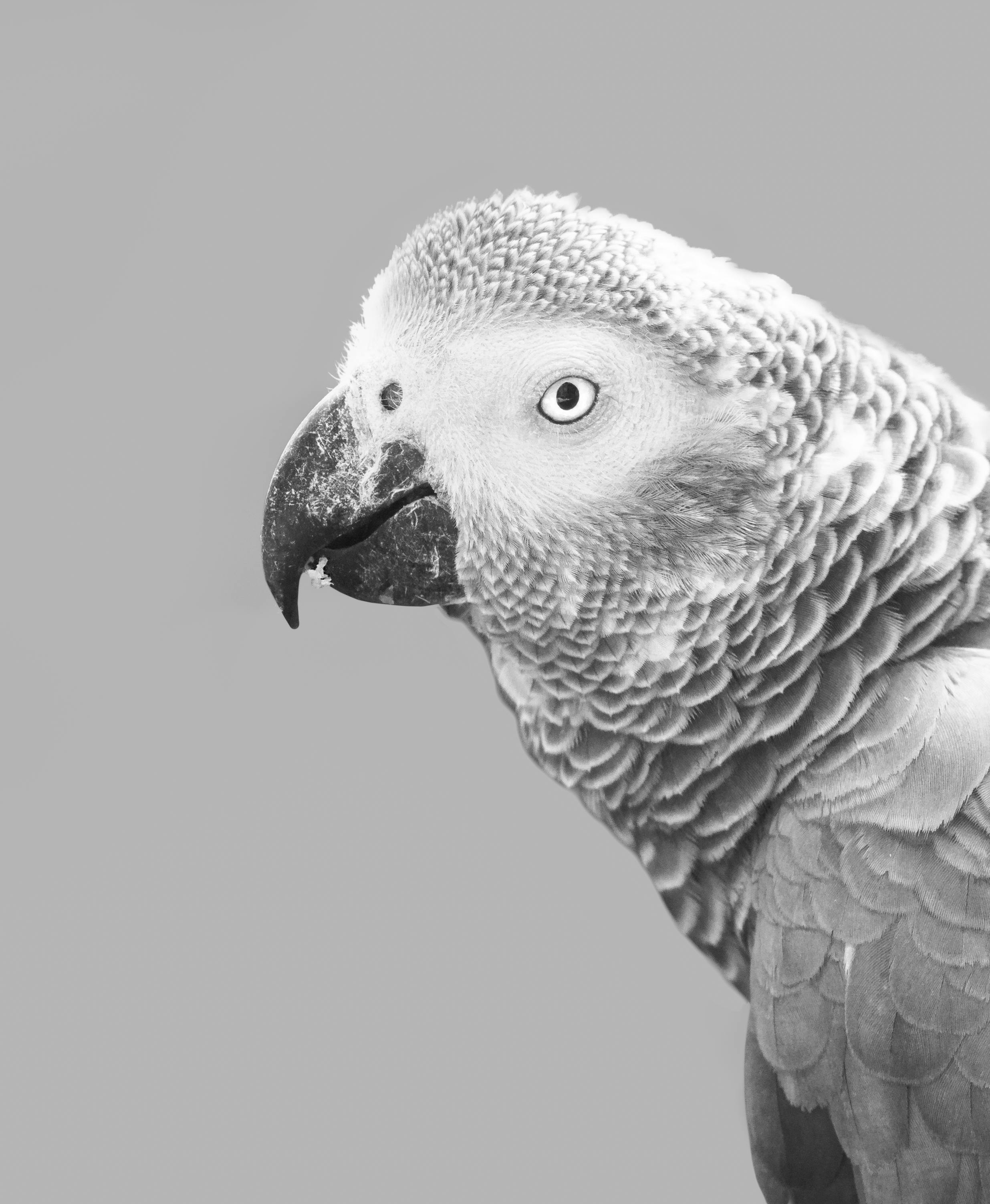 Caring for Your White Parrot