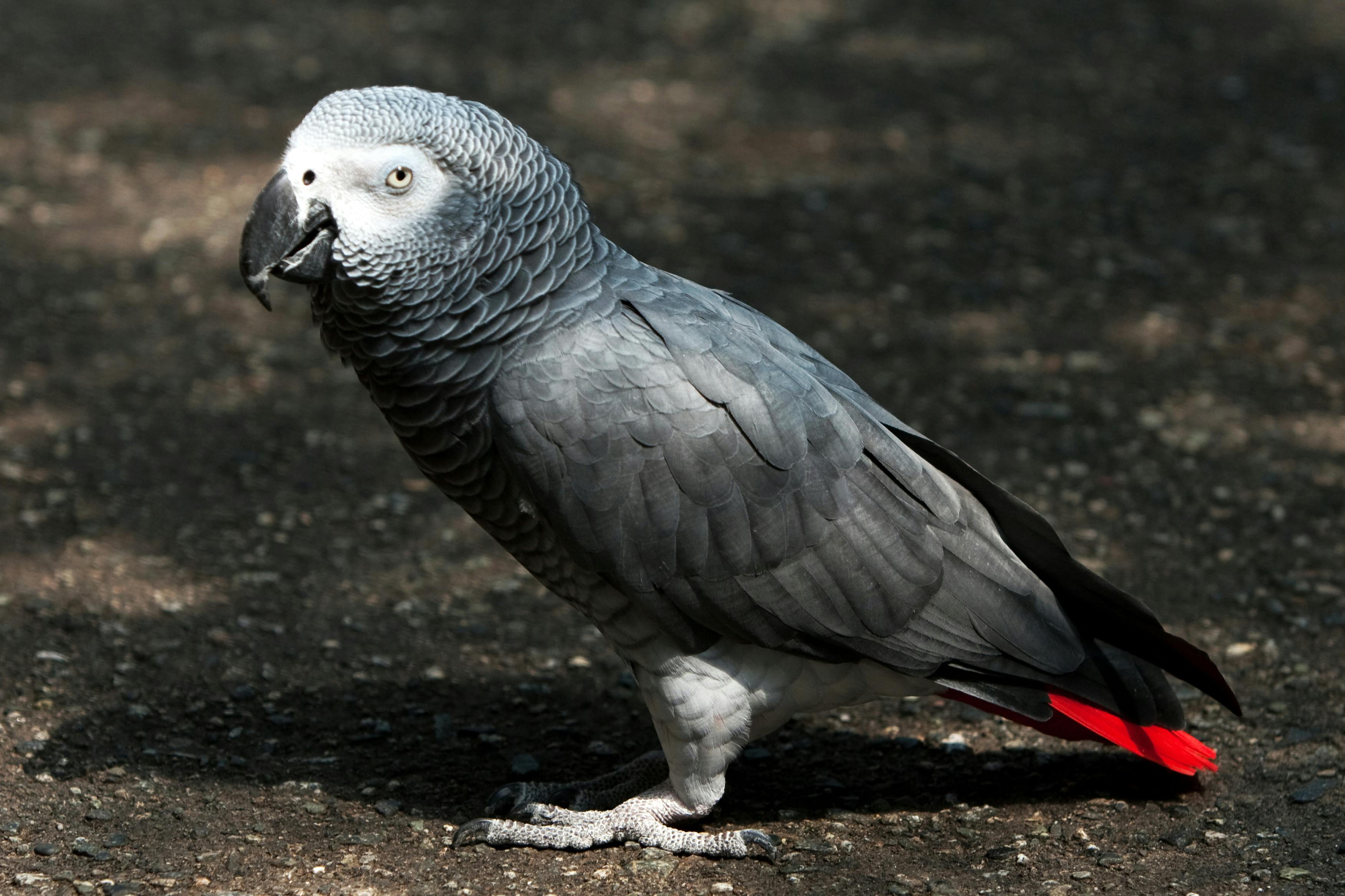 African Parrot