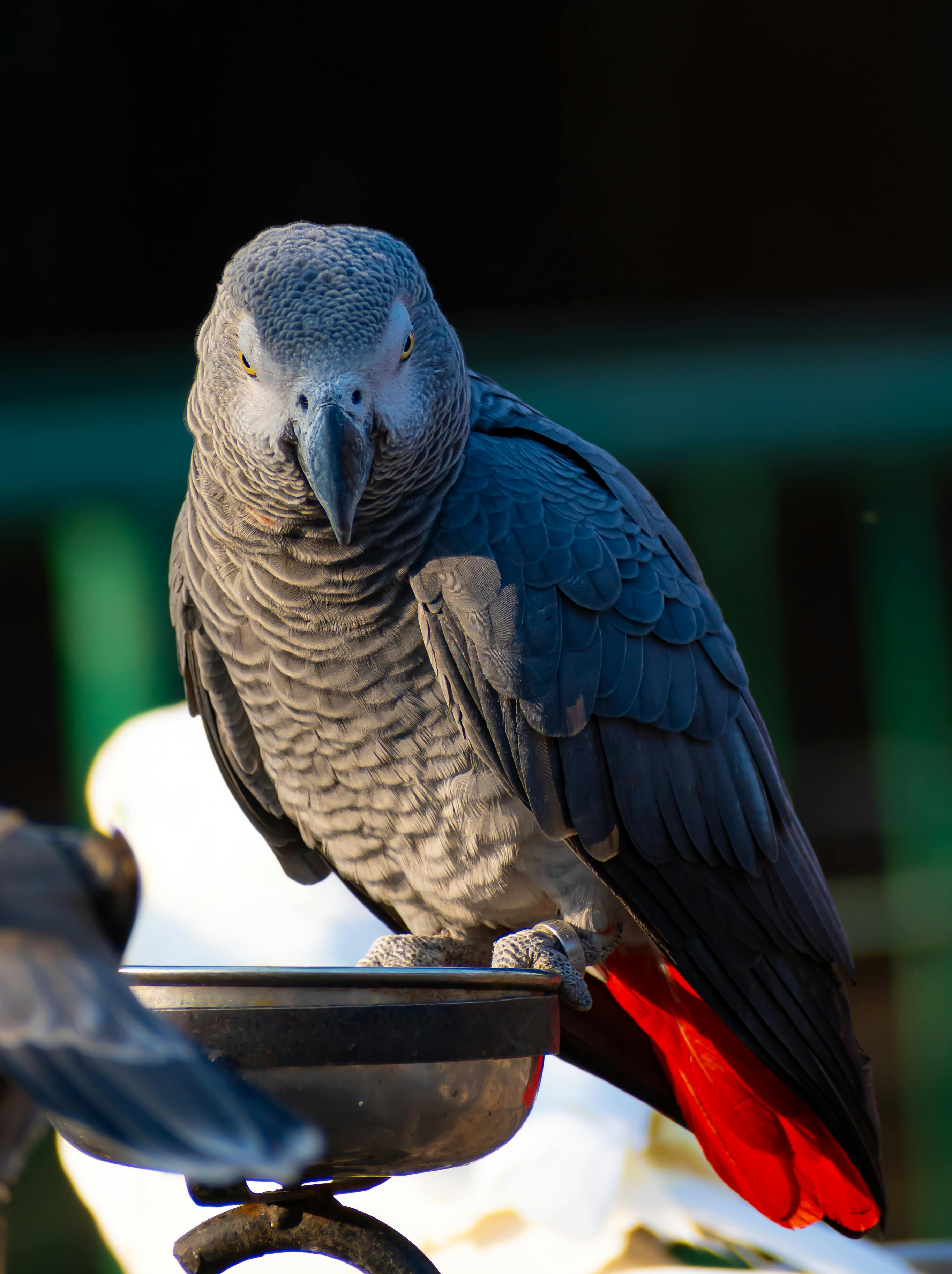 African Grey Parrot