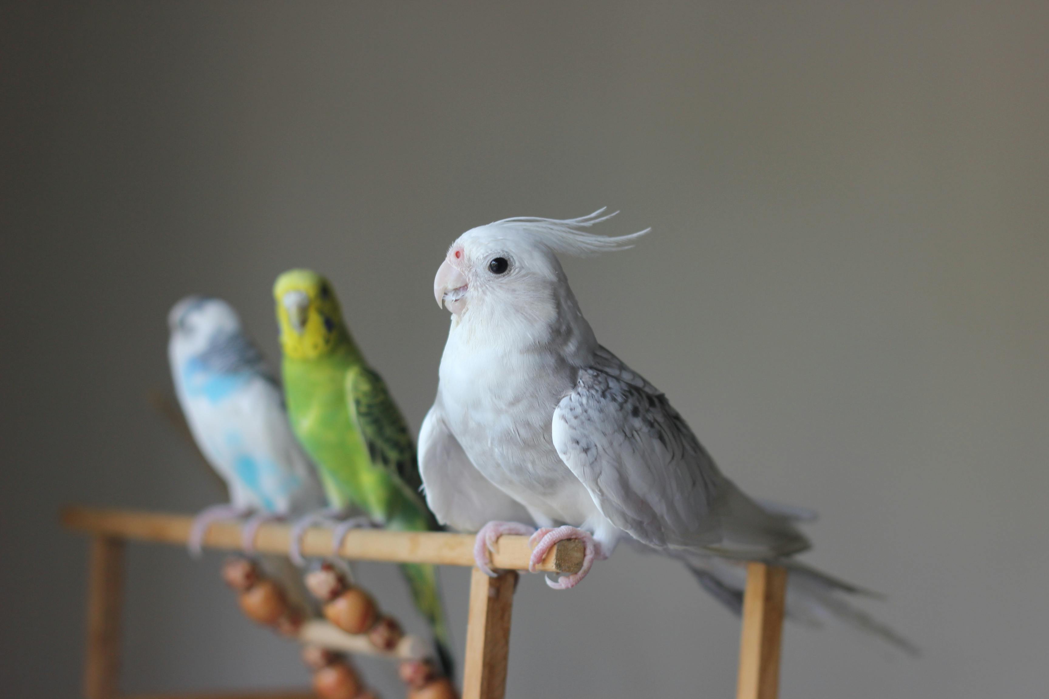 Colorful Parrots