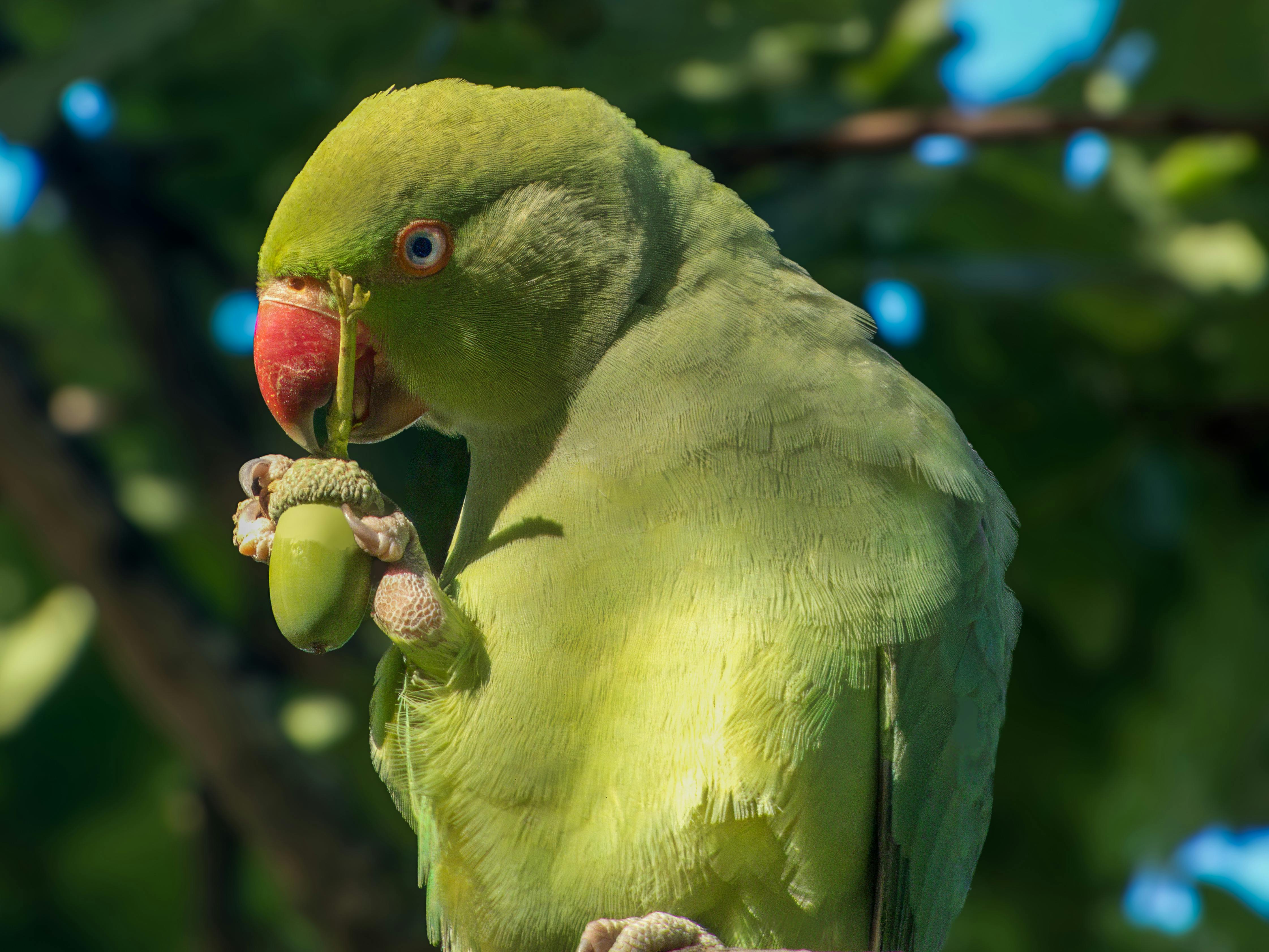 Ring Neck Parrot