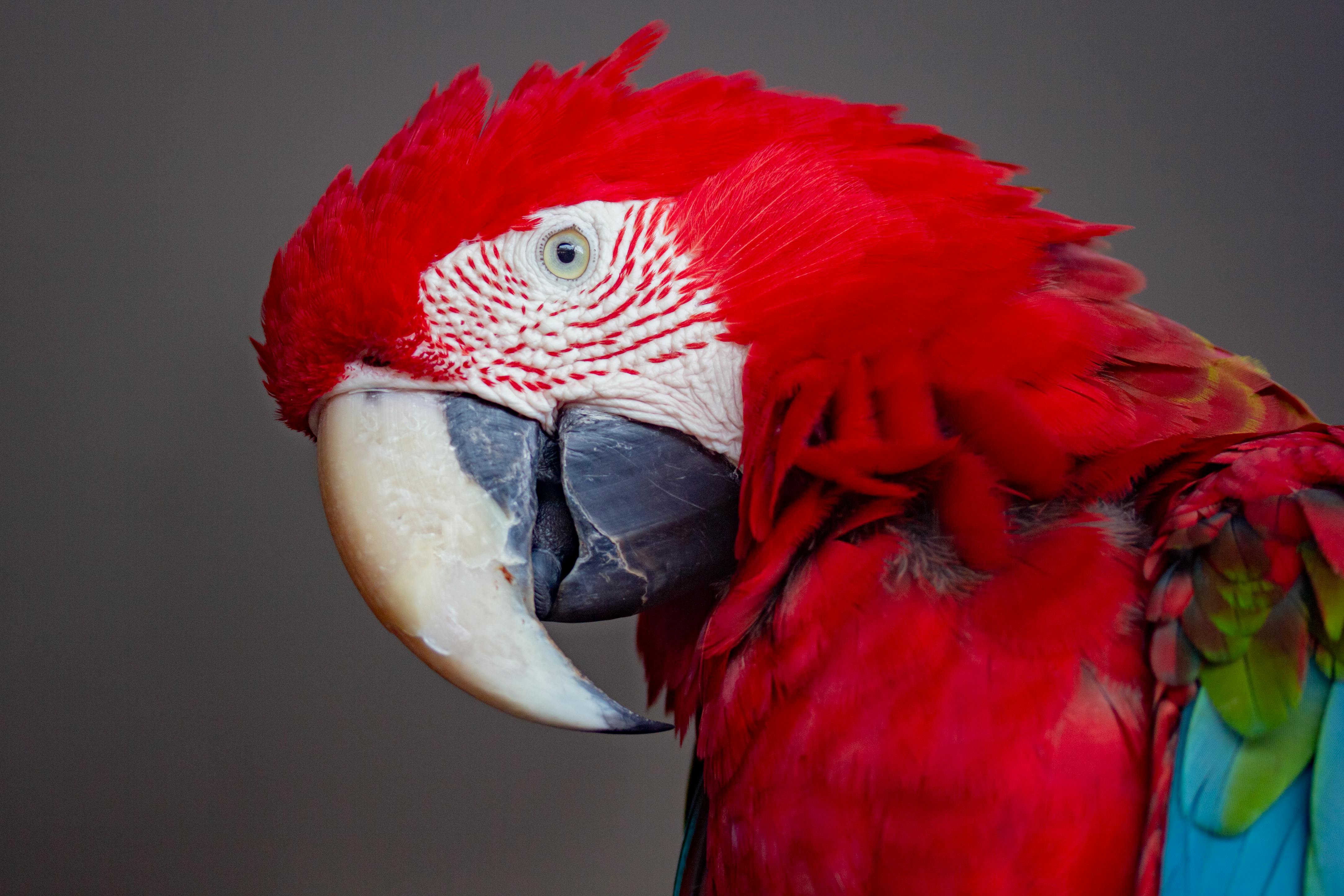 Online Parrot Sales Overview