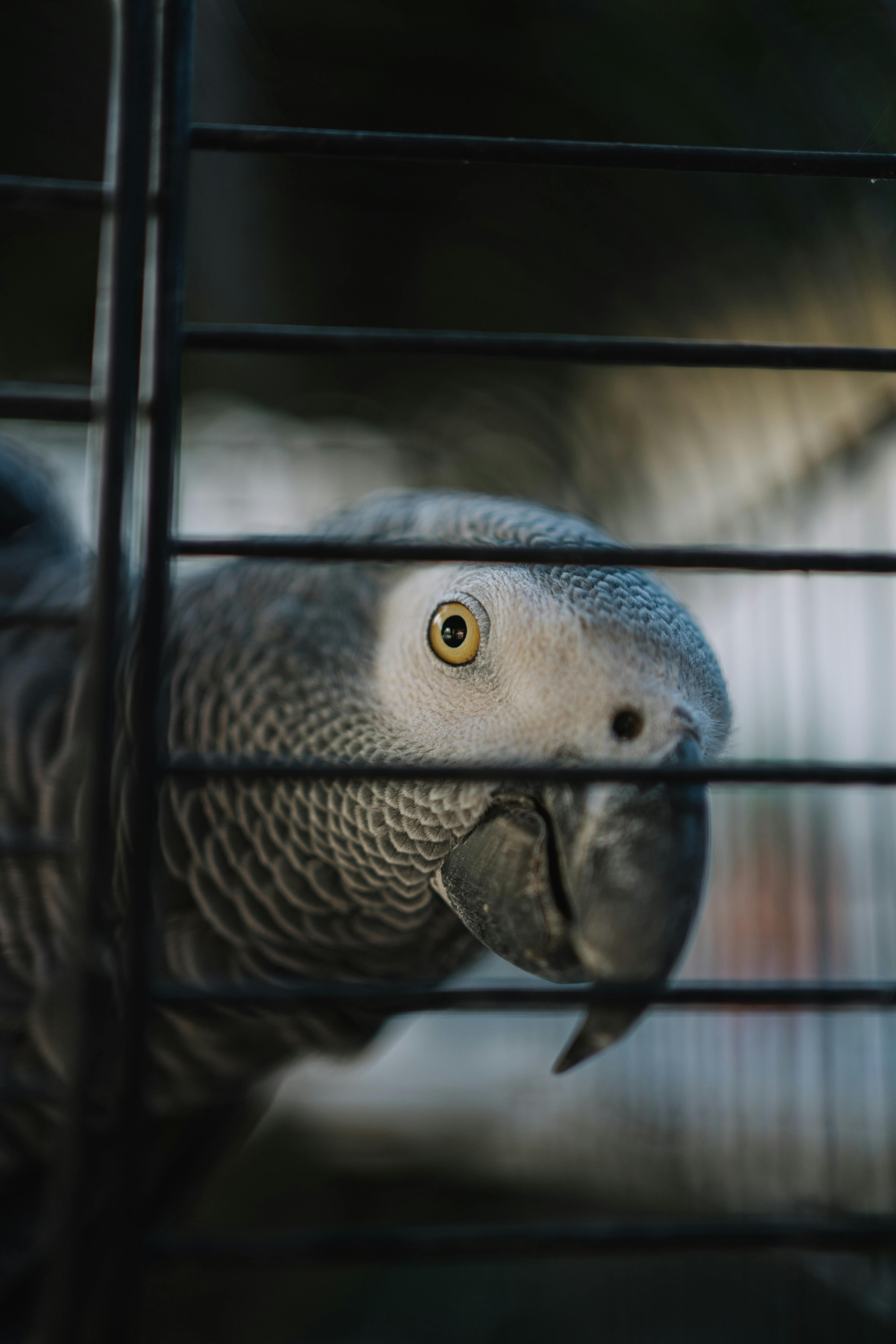 Gray Parrot