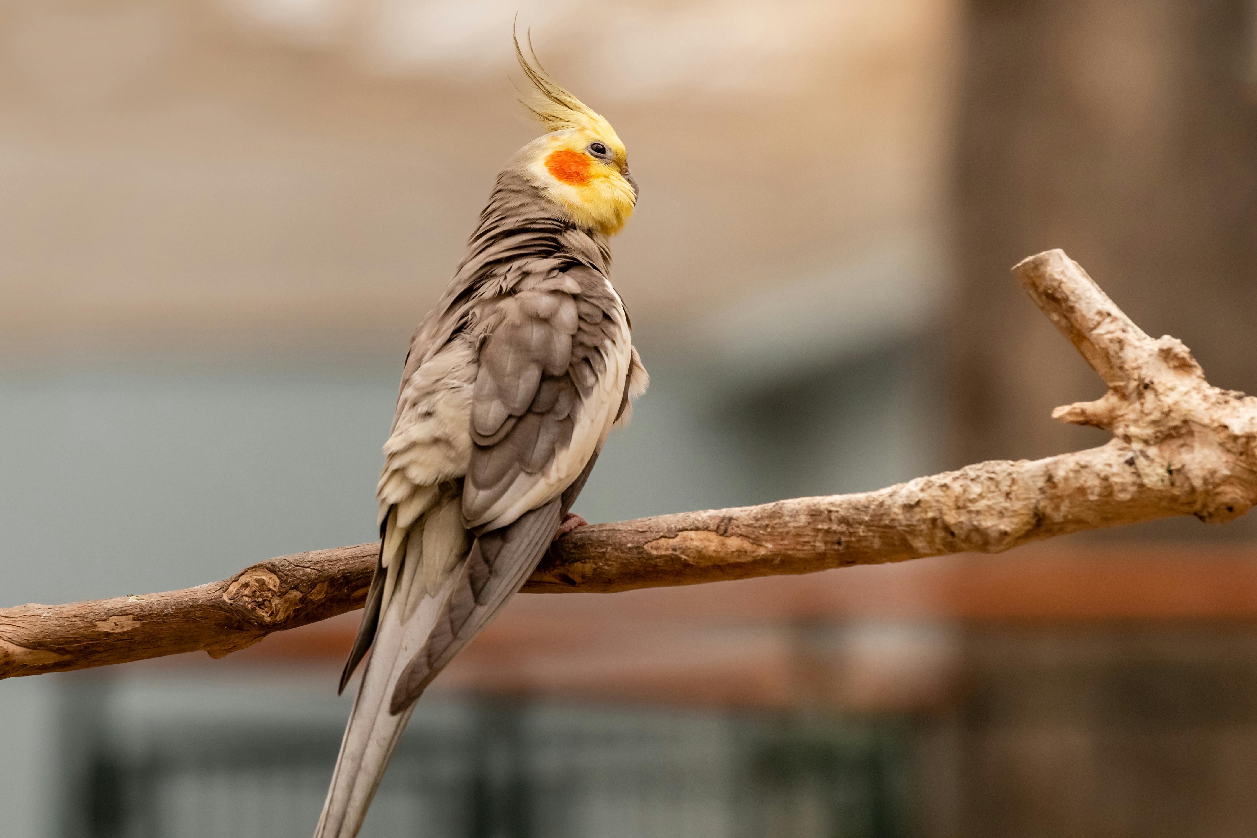 Gray Parrot Interaction