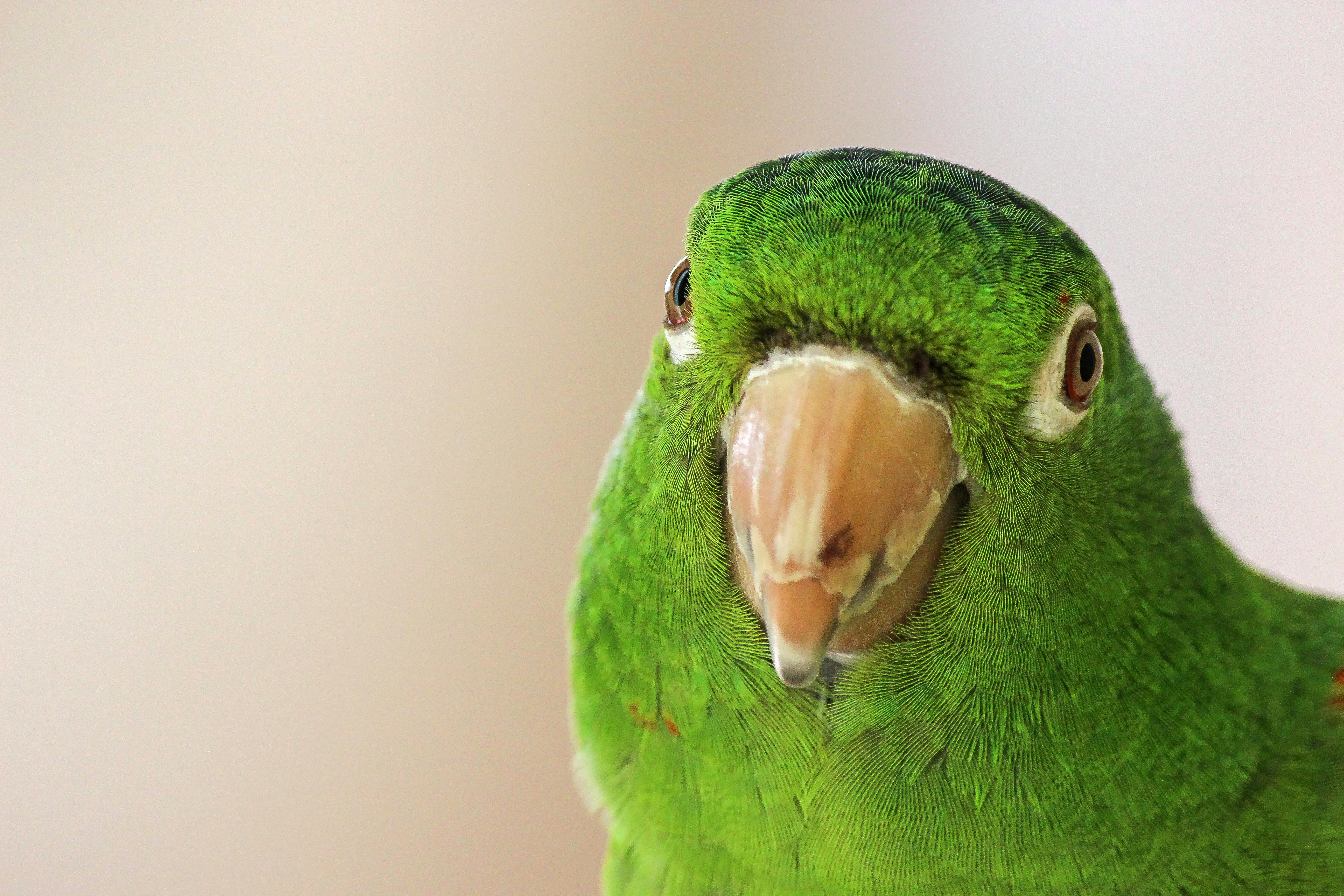 Parrot Care Practices