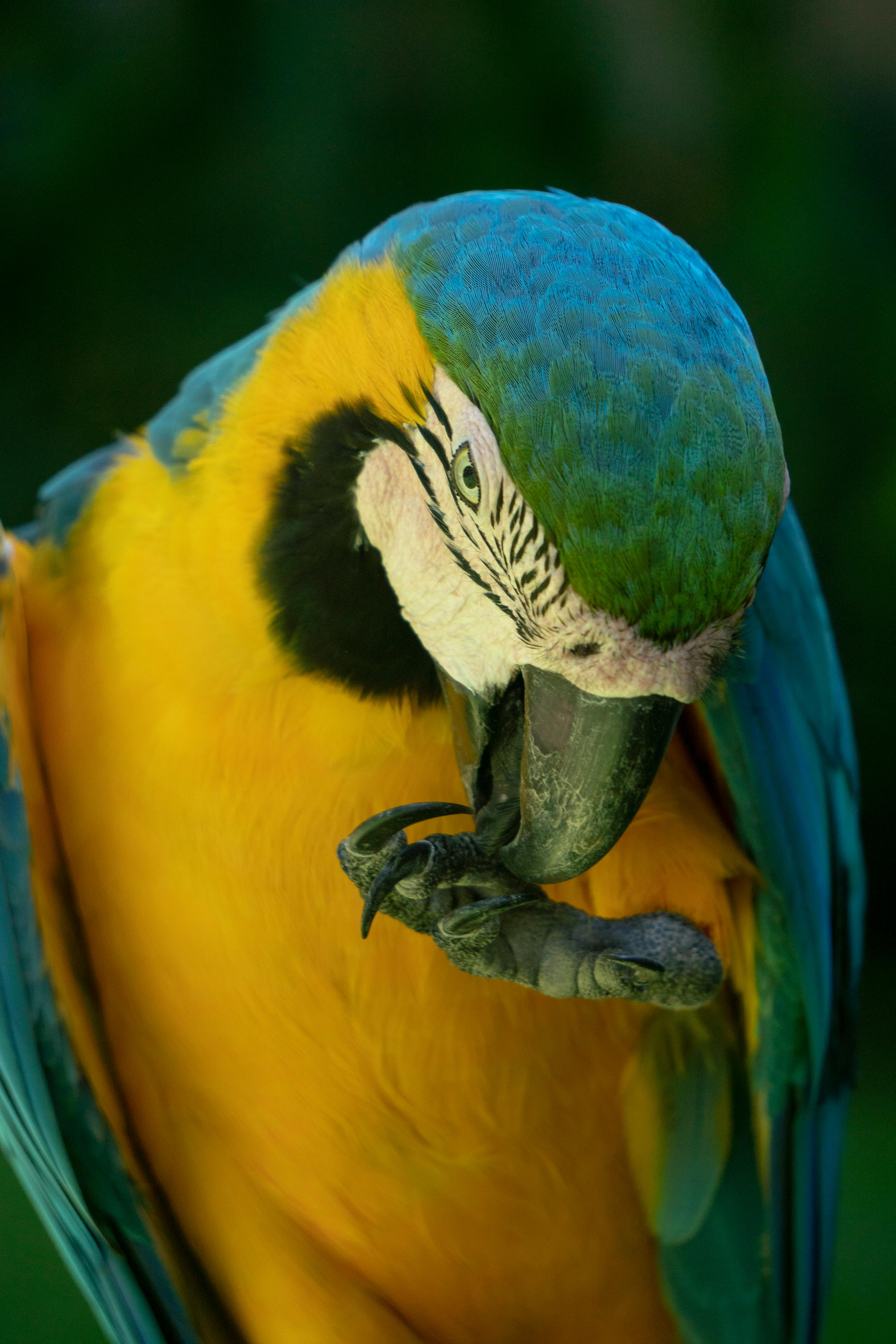 Colorful Parrot