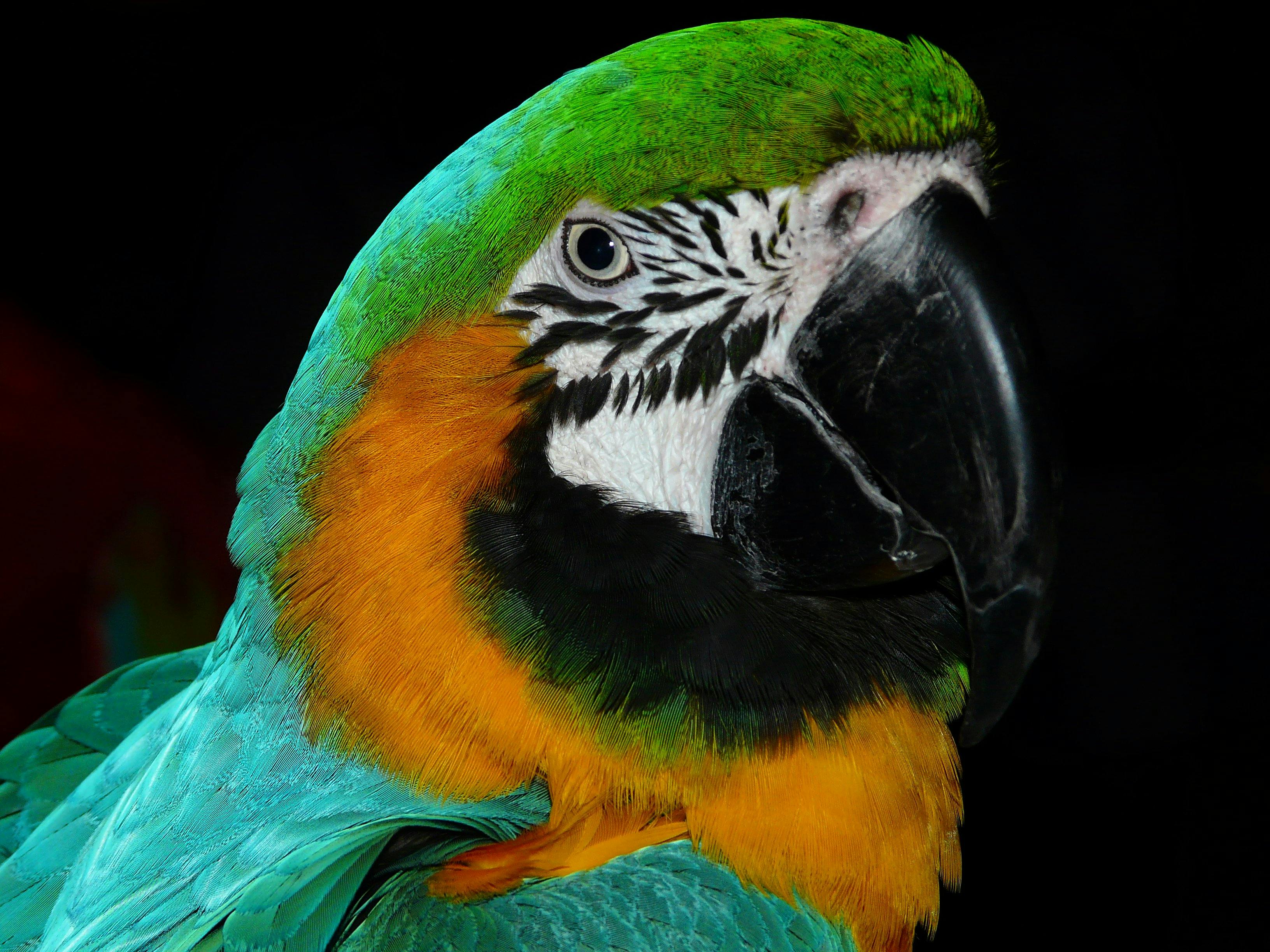 Parrot Breeds