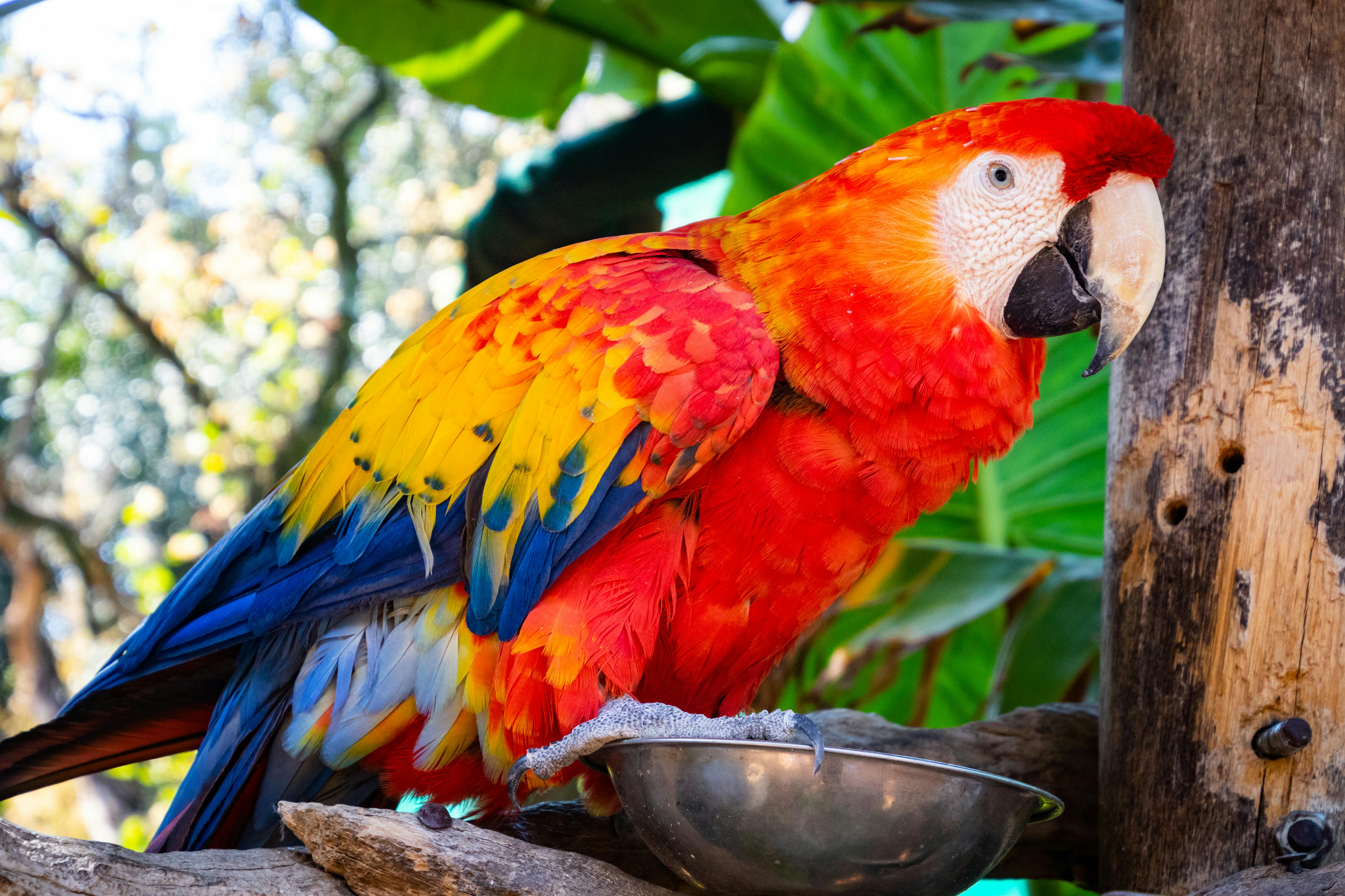 Parrot Interaction