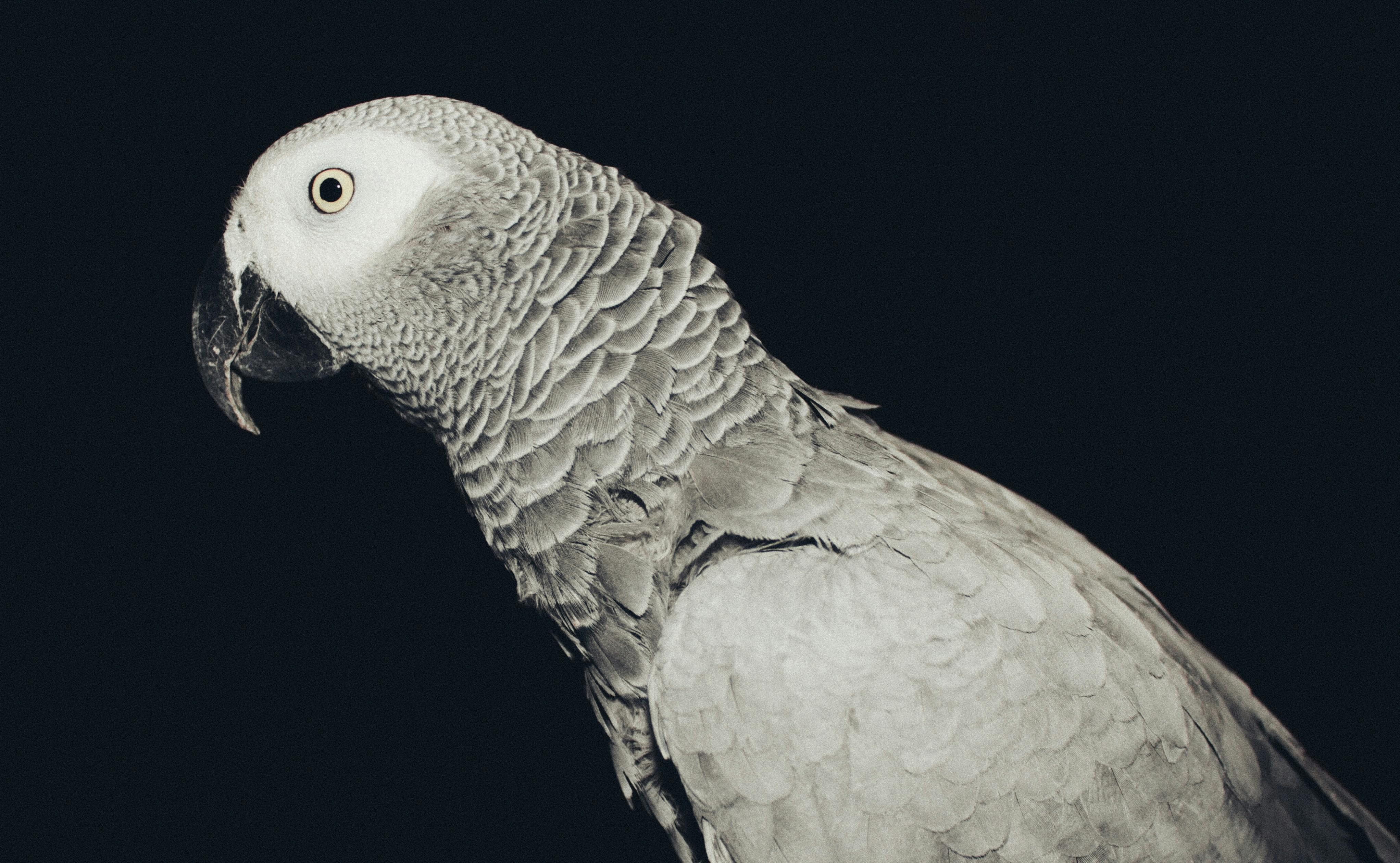 Beautiful Black Parrot