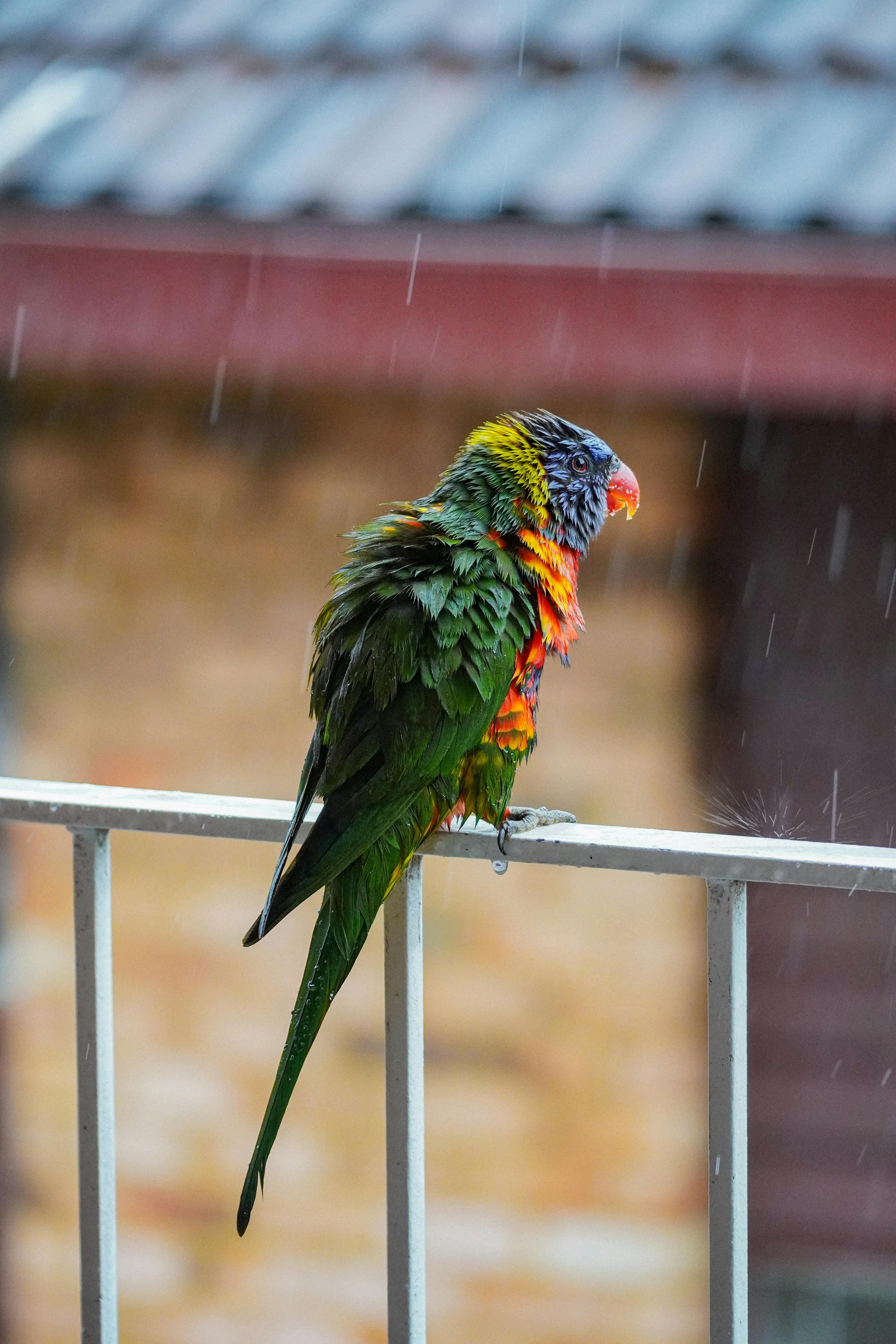 Alex the Parrot Training