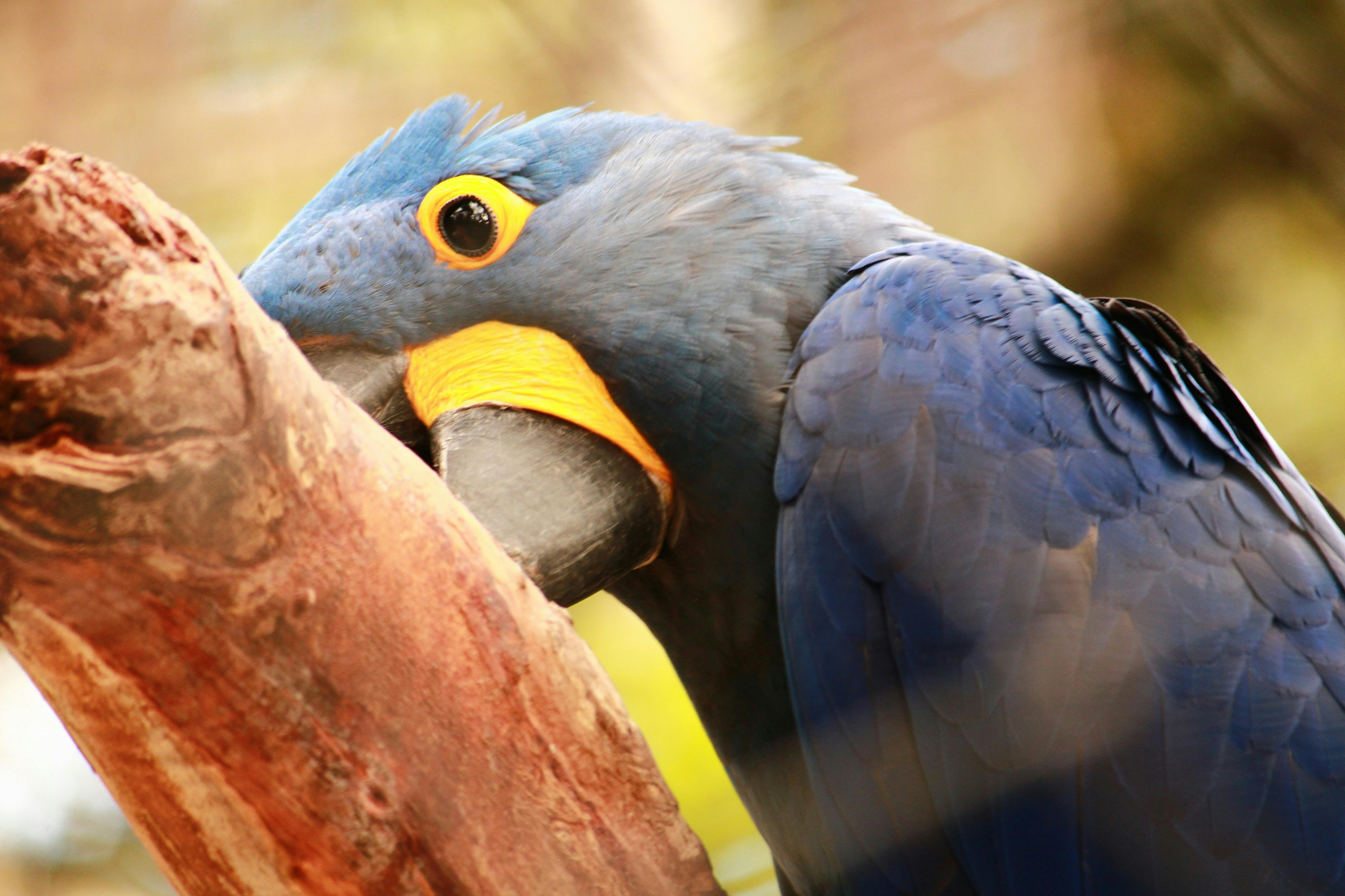 Blue Macaw Parrot