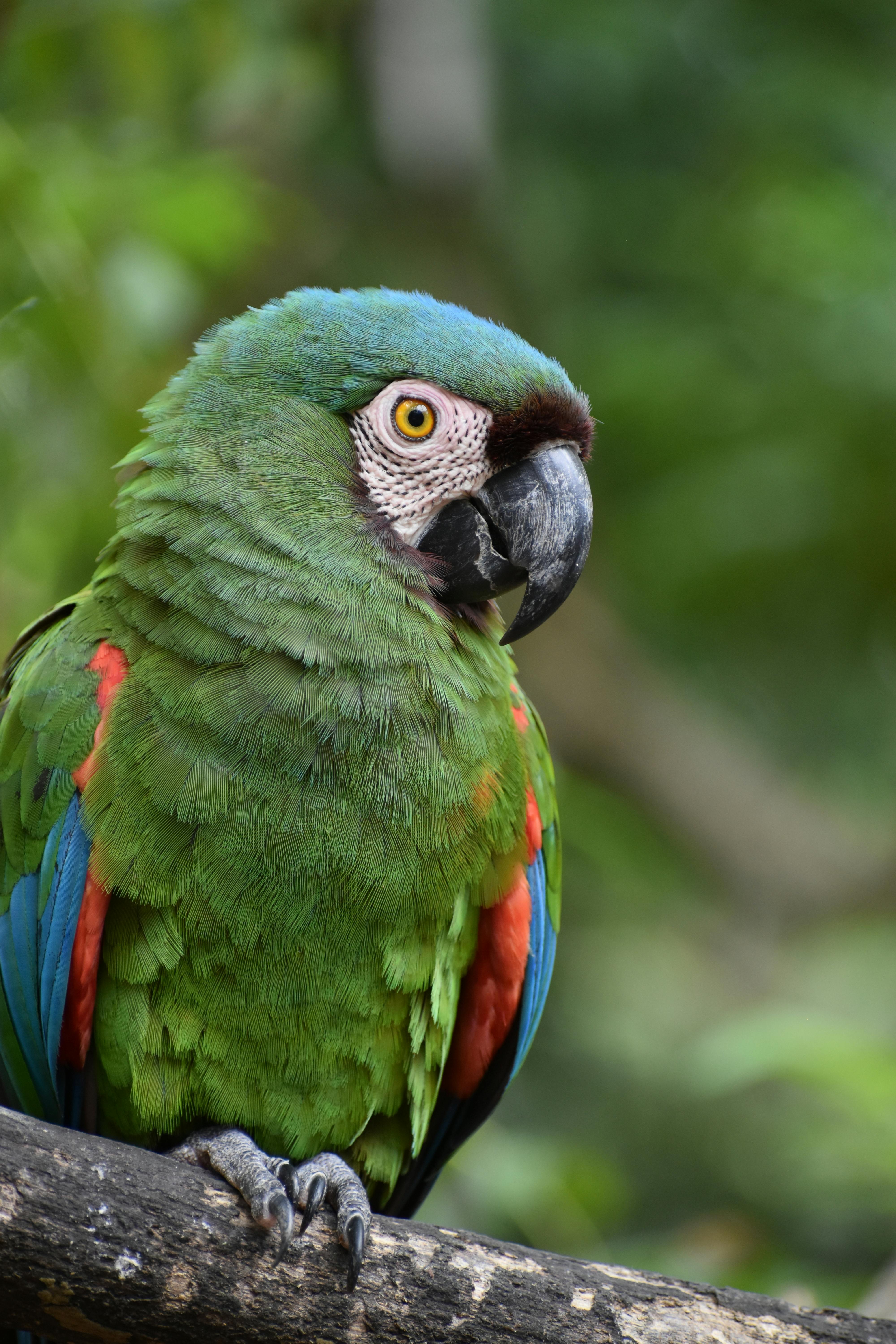 Blue Macaw Parrot Close-Up