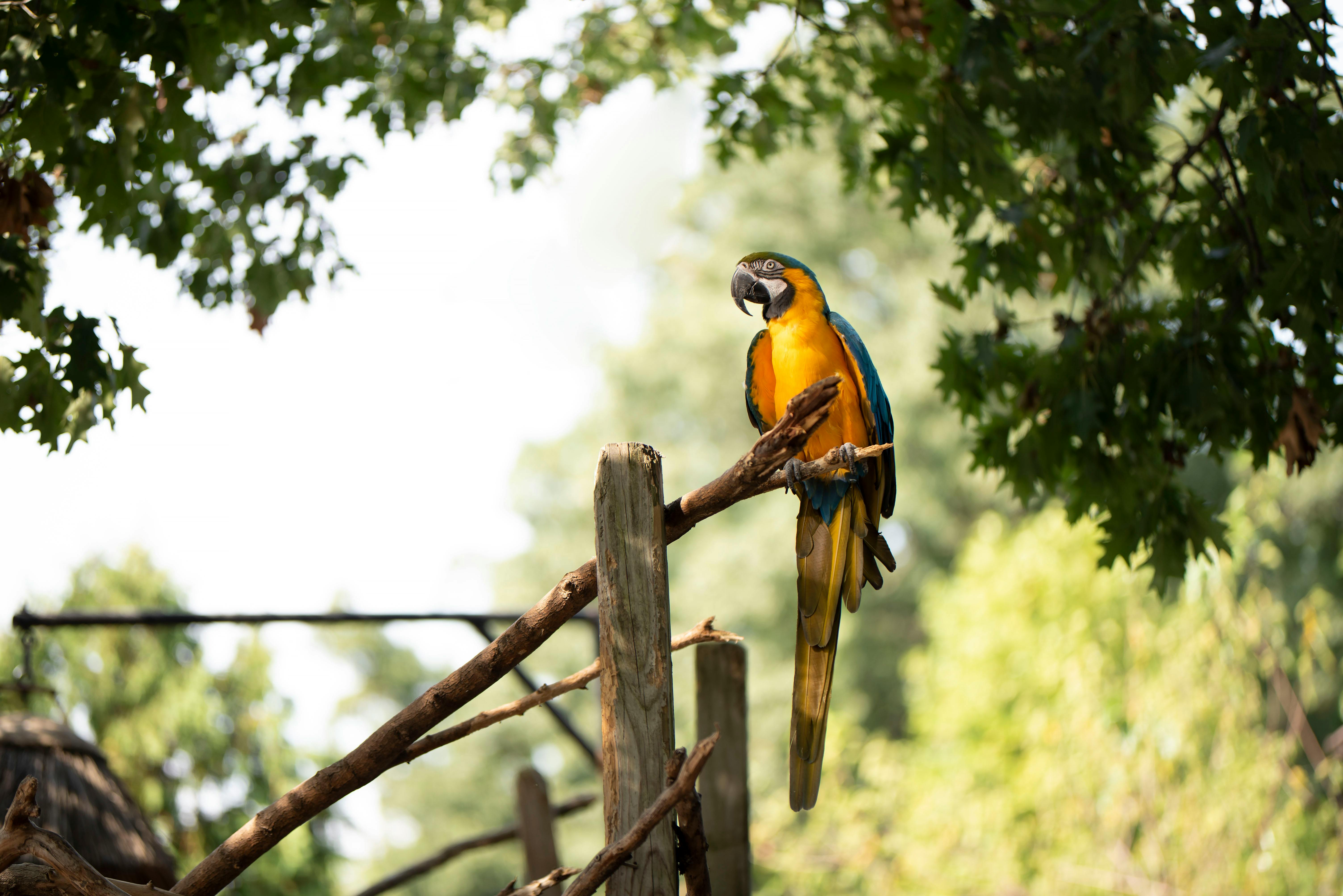 Parrot Jungle Miami