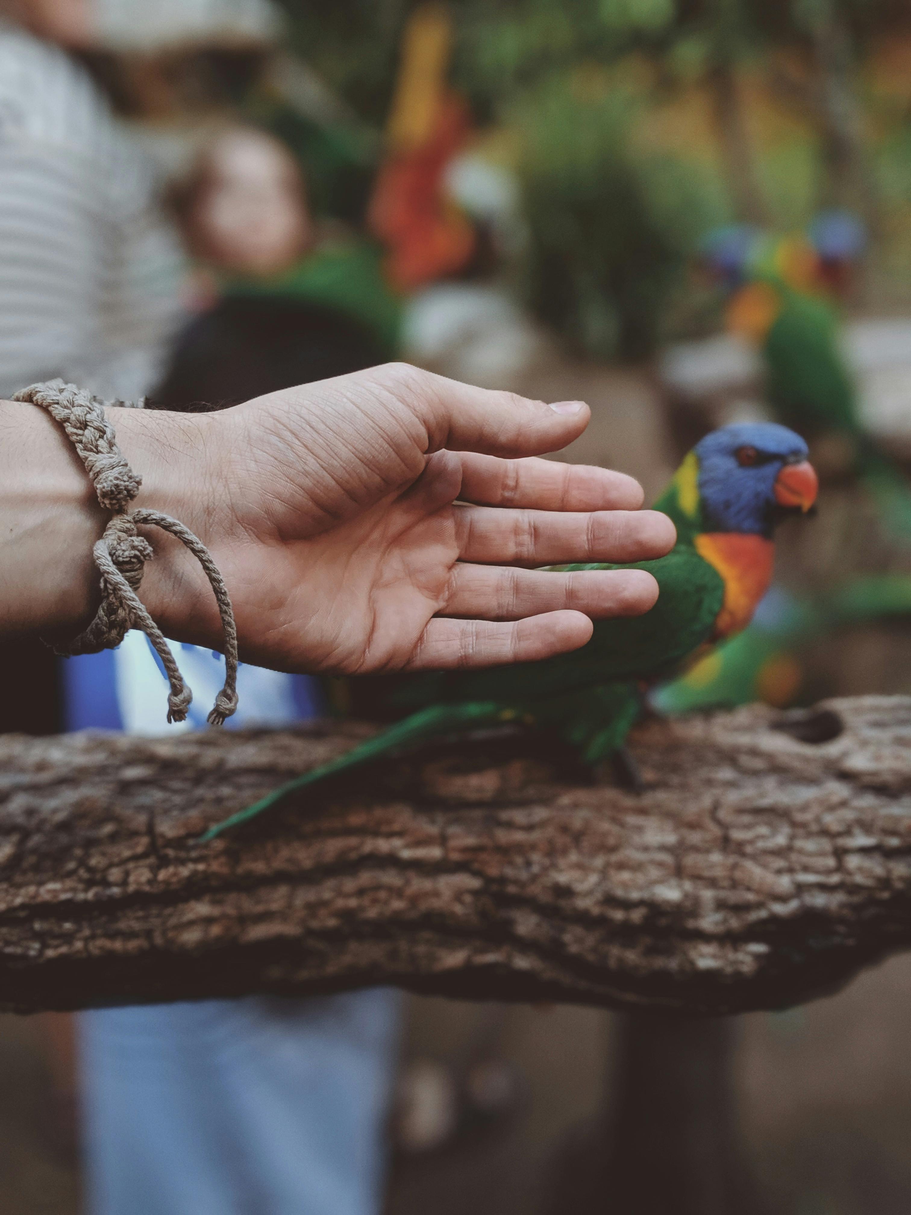 Wildlife Photography at Parrot Jungle Miami