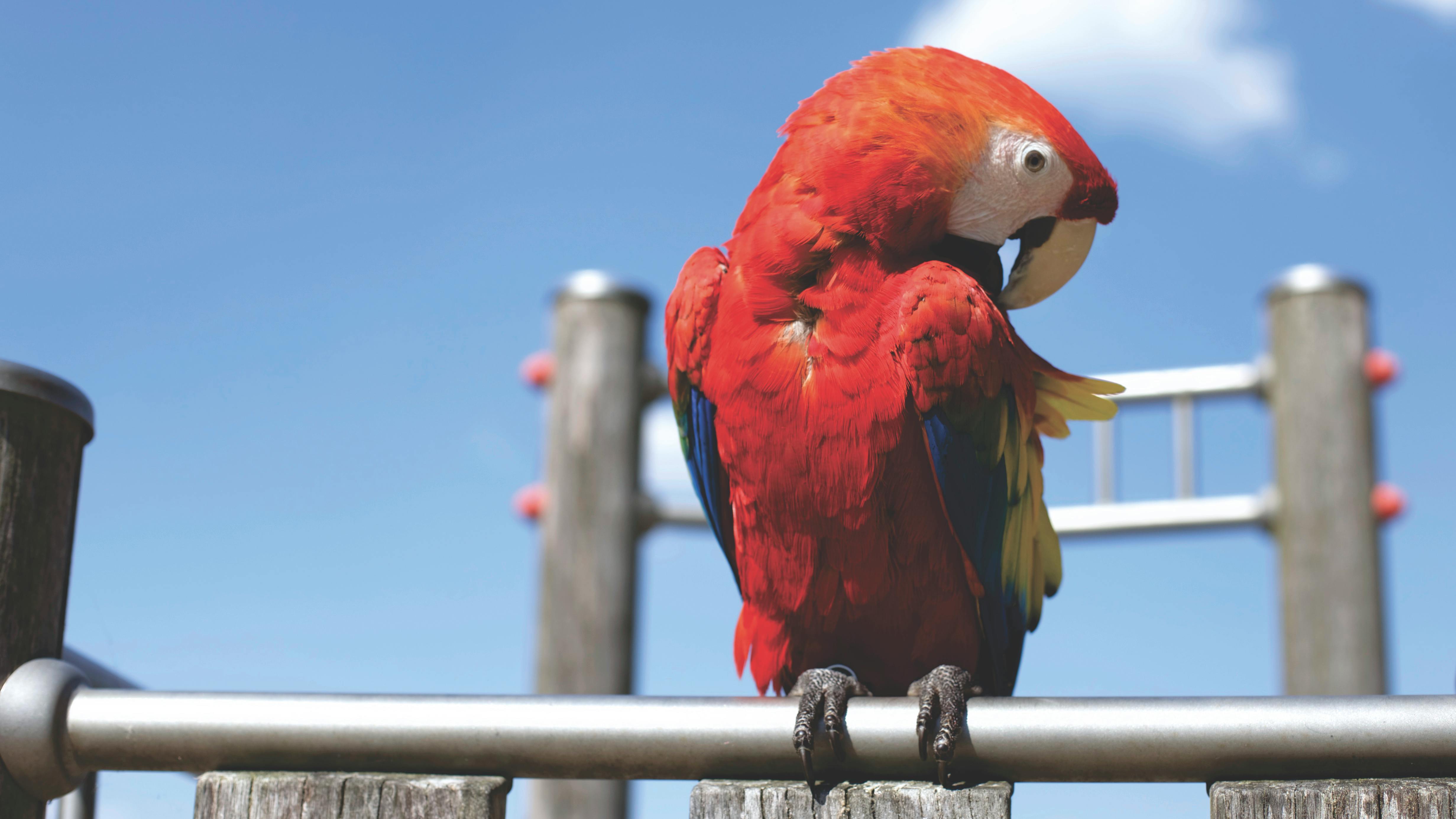 Blue Parrot Bird