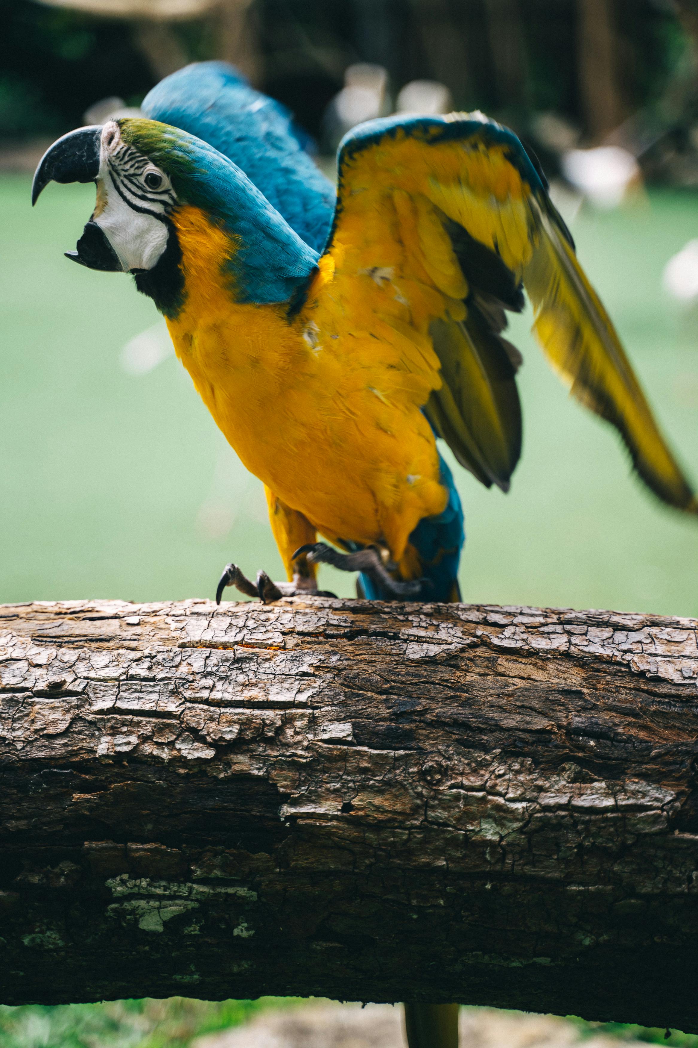 Healthy Blue Parrot