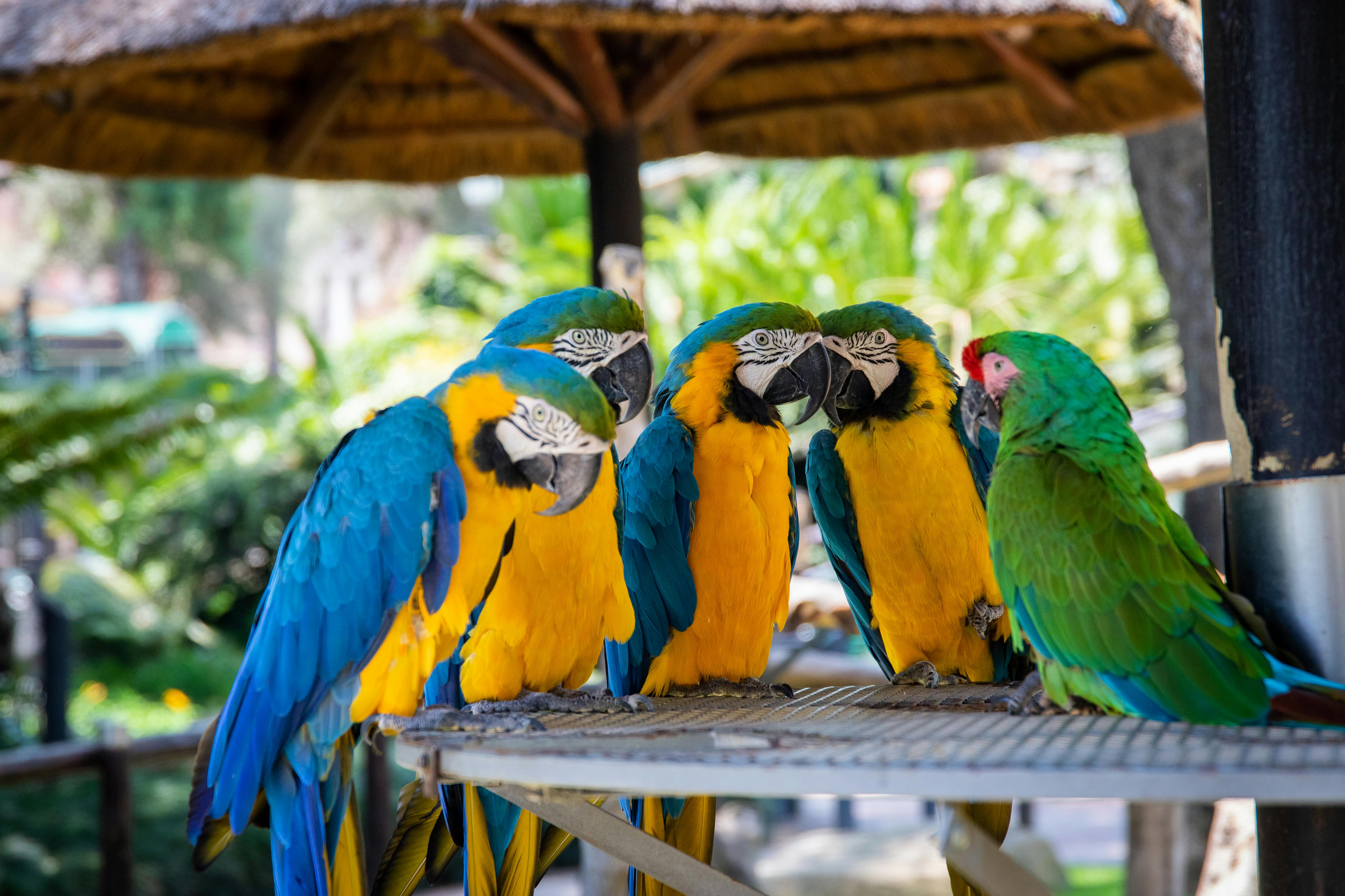 Lazy parrot lounging