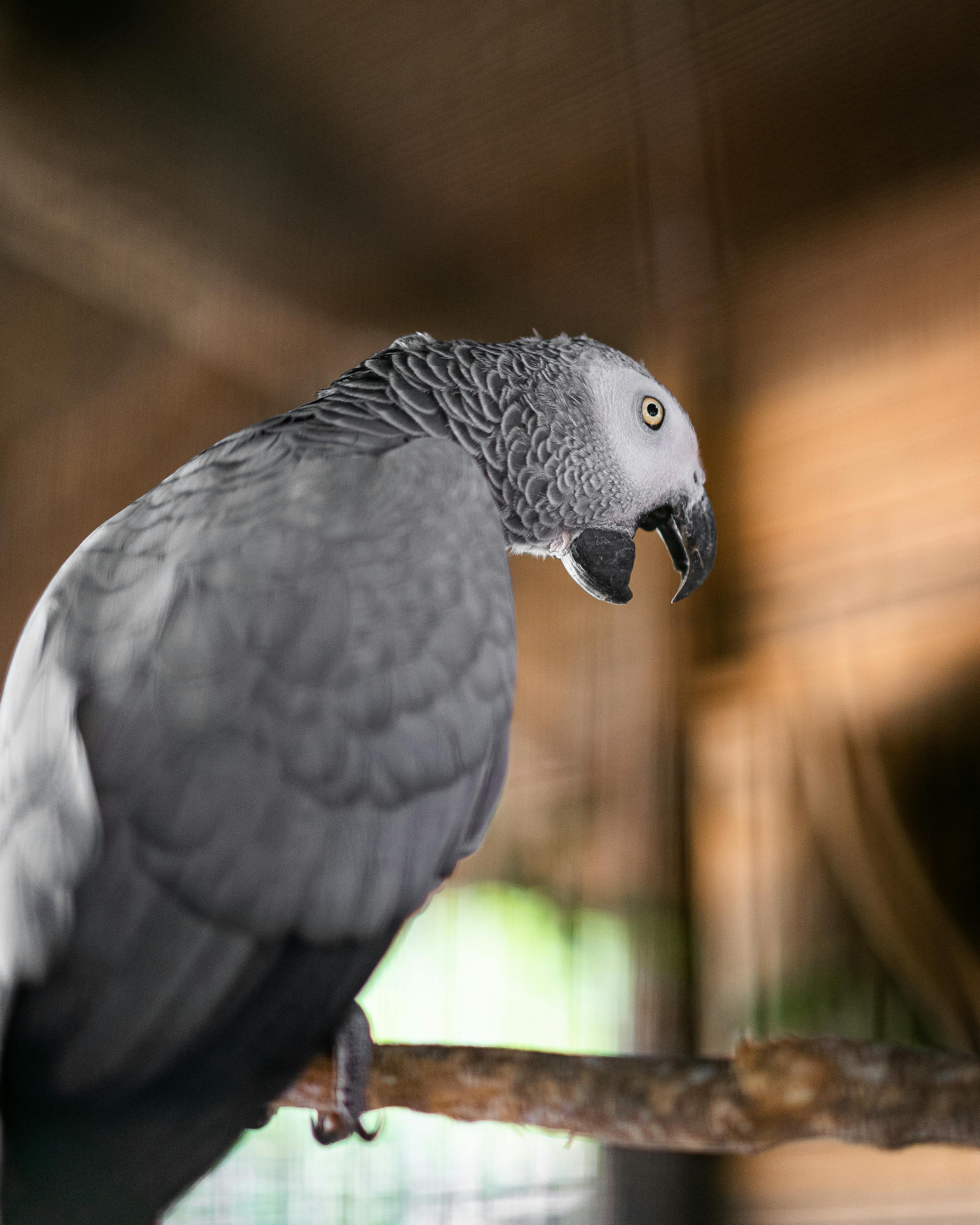 Grey African Parrot