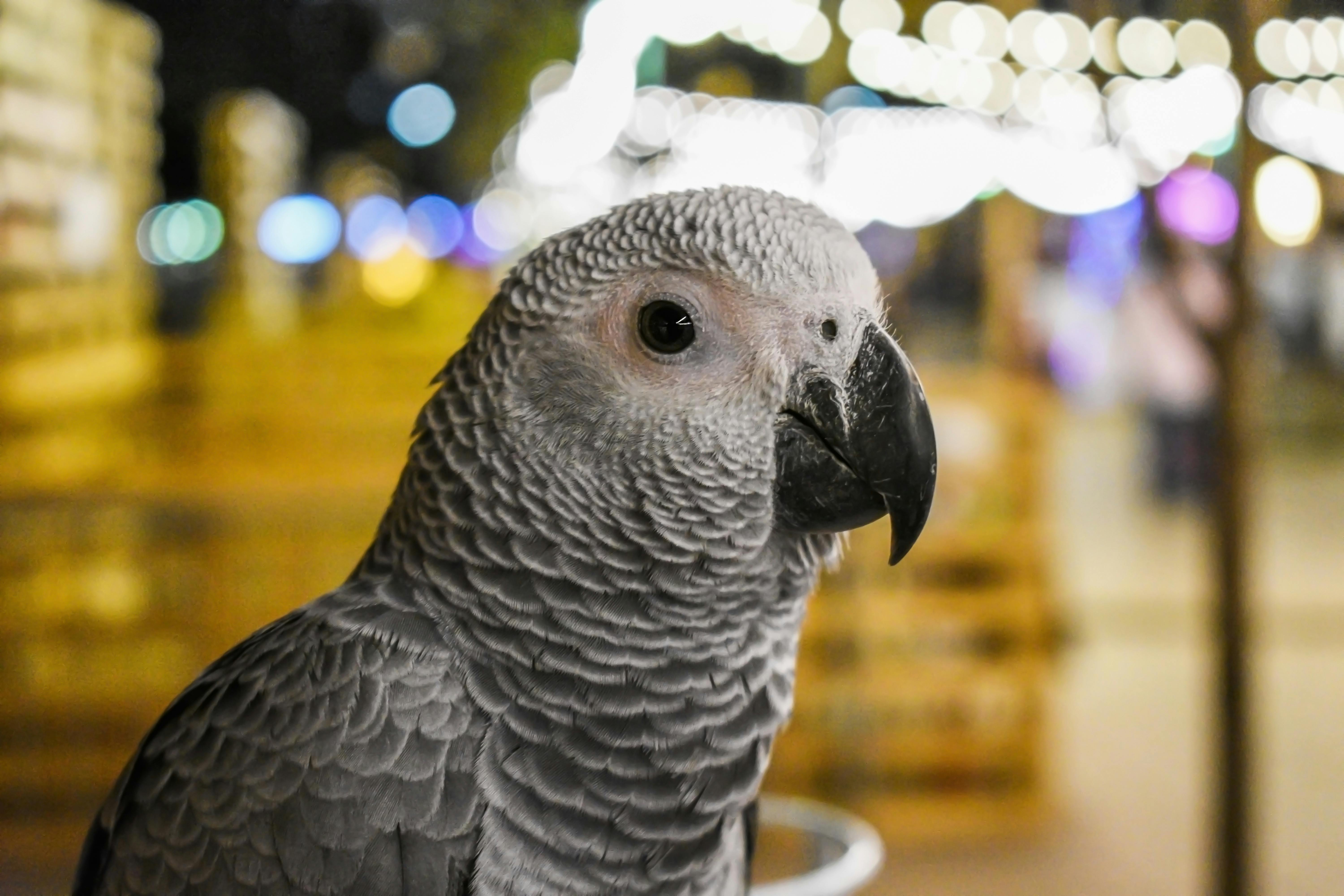 Happy Grey African Parrot