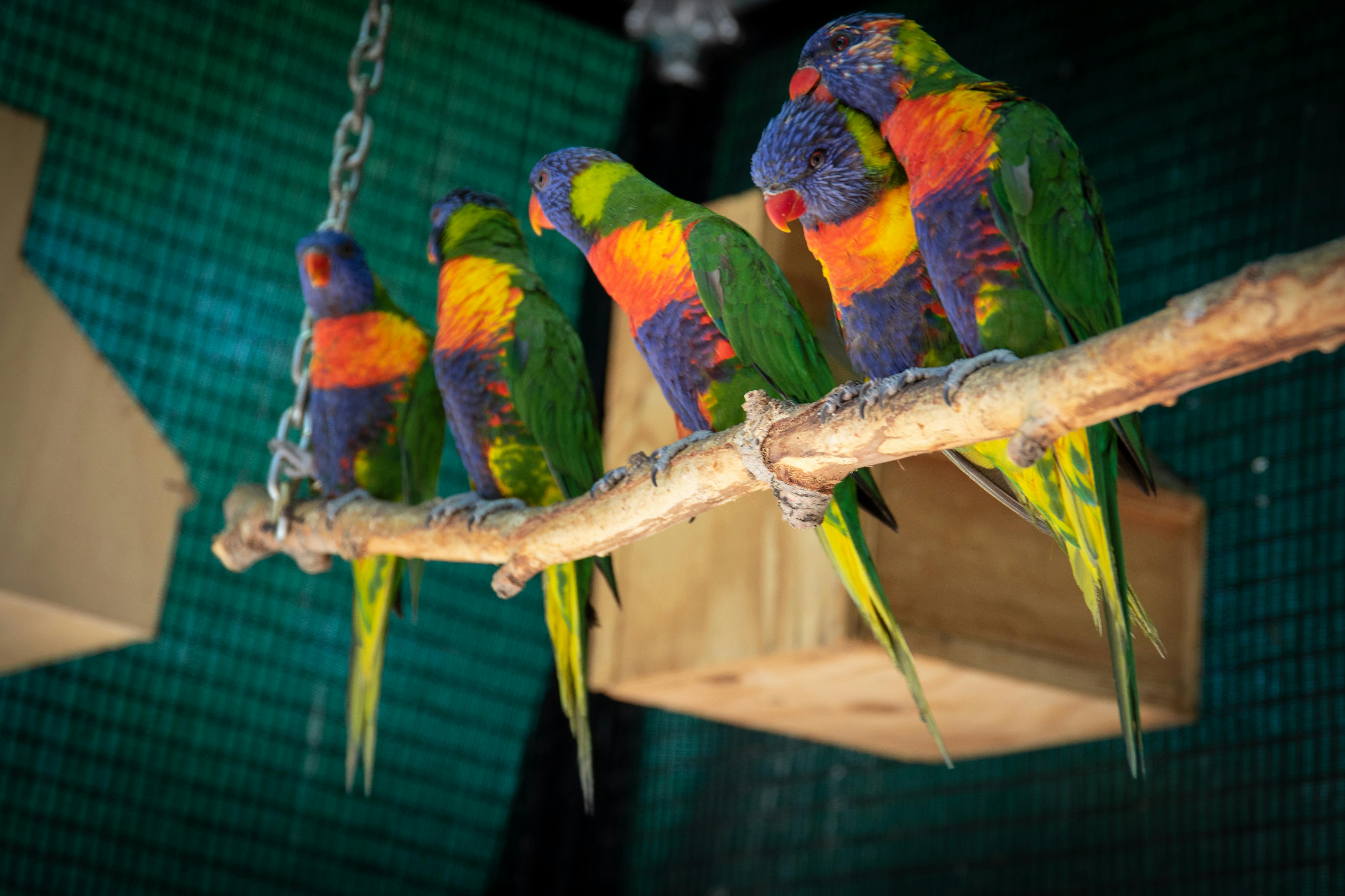 Green Quaker Parrot