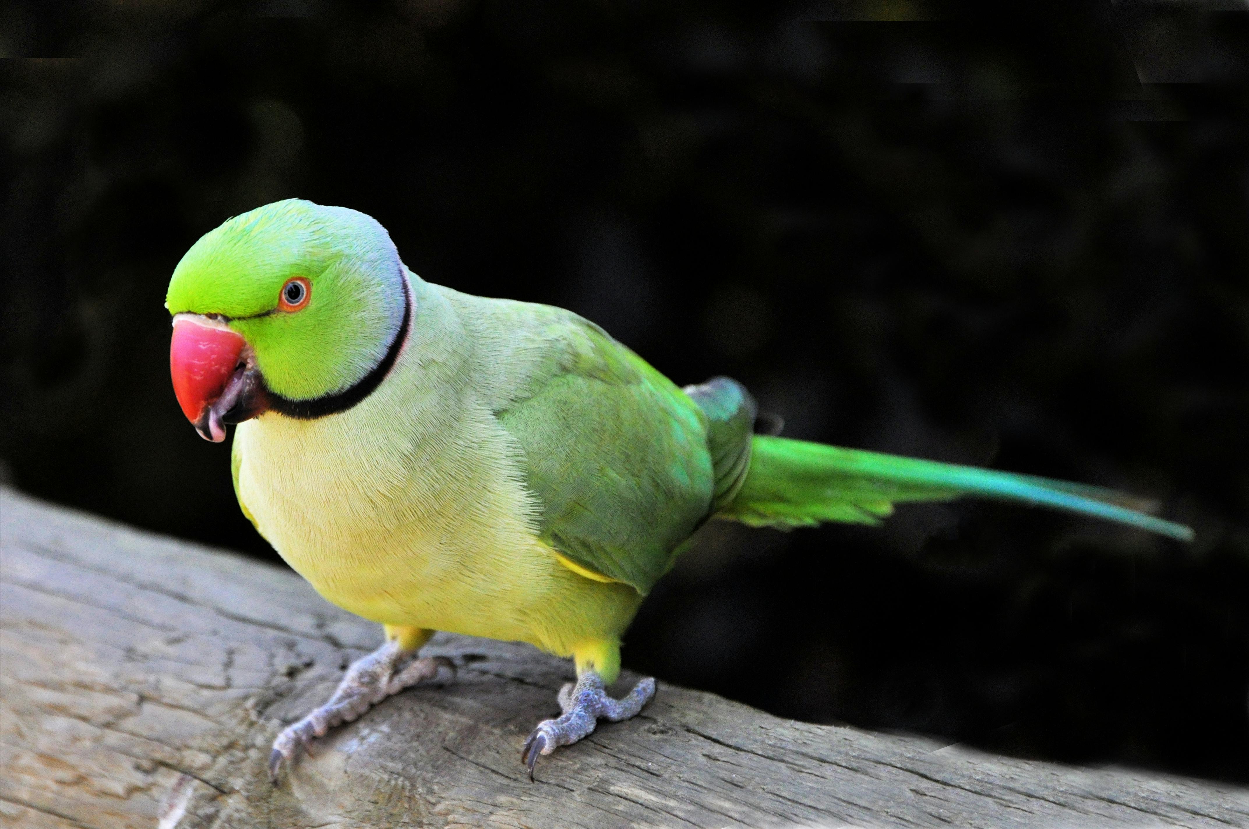 Healthy Green Quaker Parrot