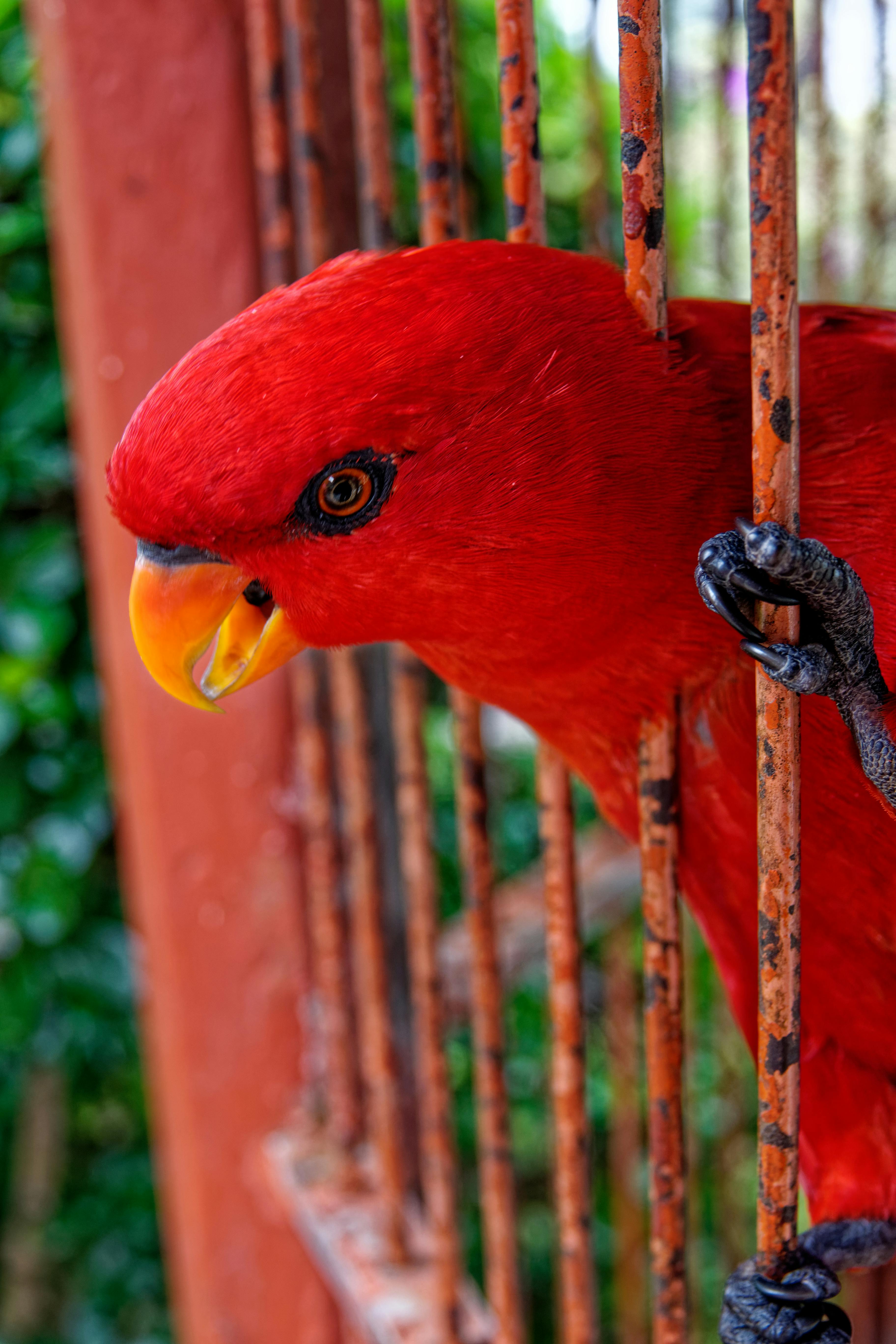 Red Crowned Parrot