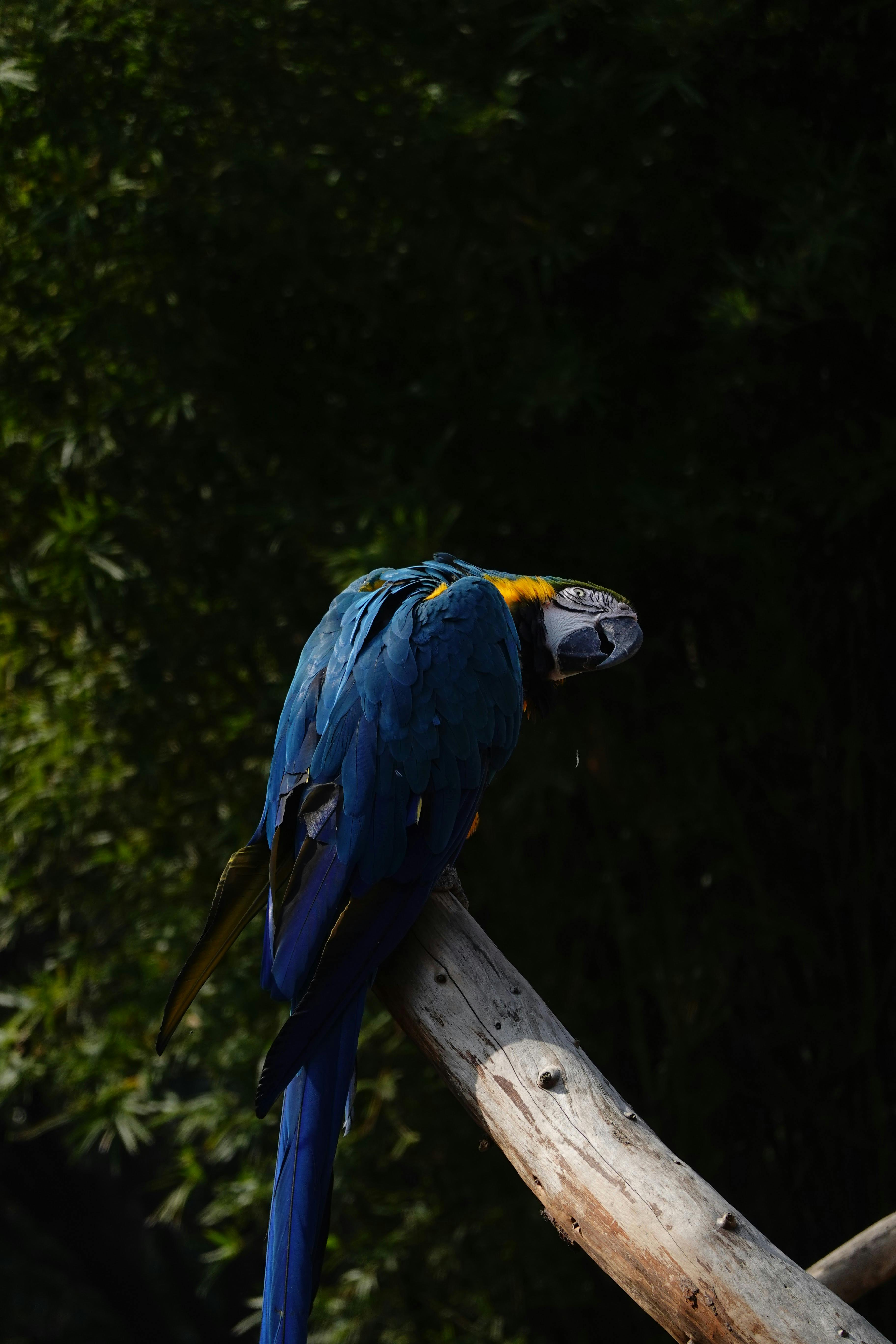 Paradise Parrot in Nature