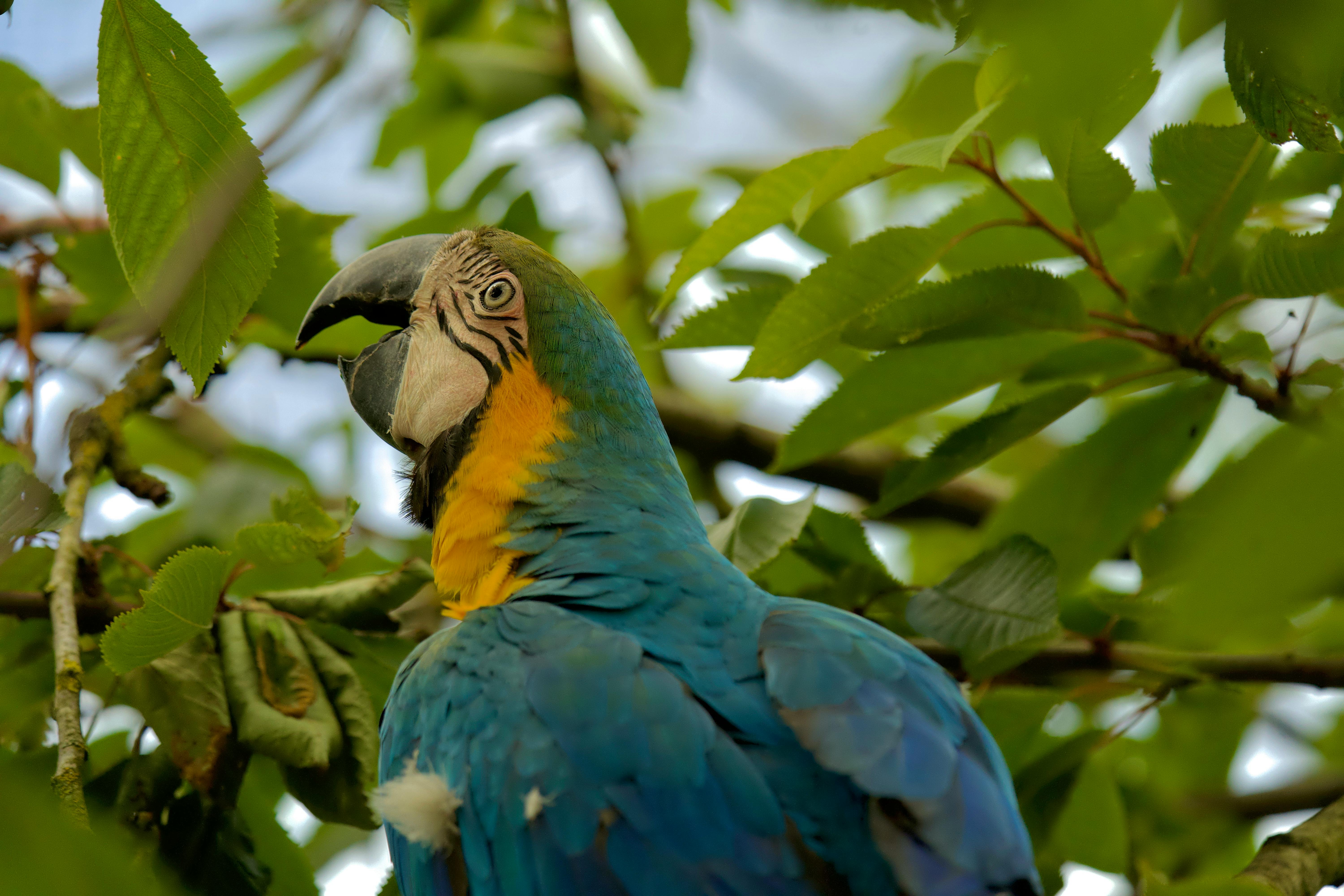 Cheerful Party Parrot GIF