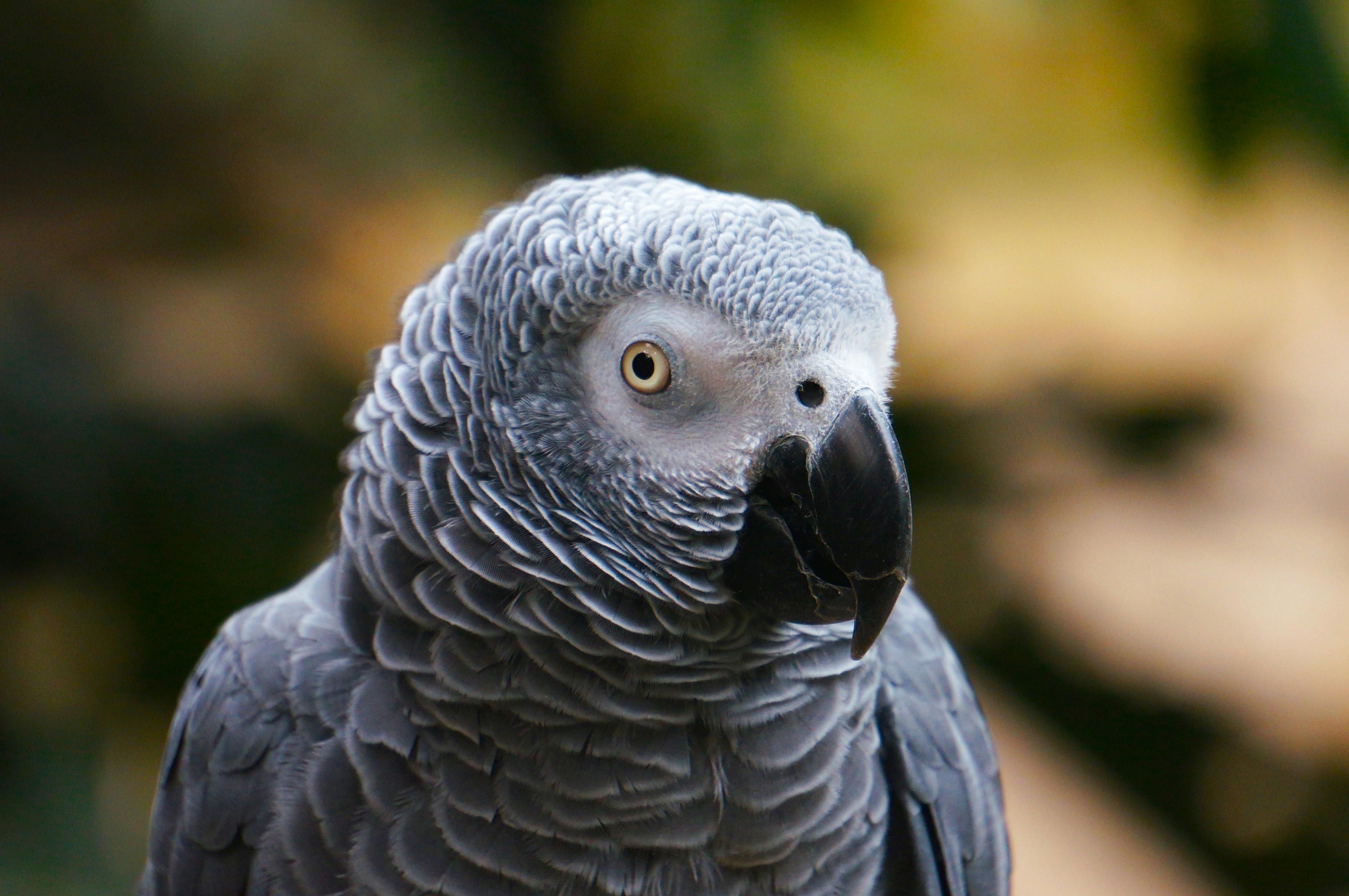 Parrot Heads gathering