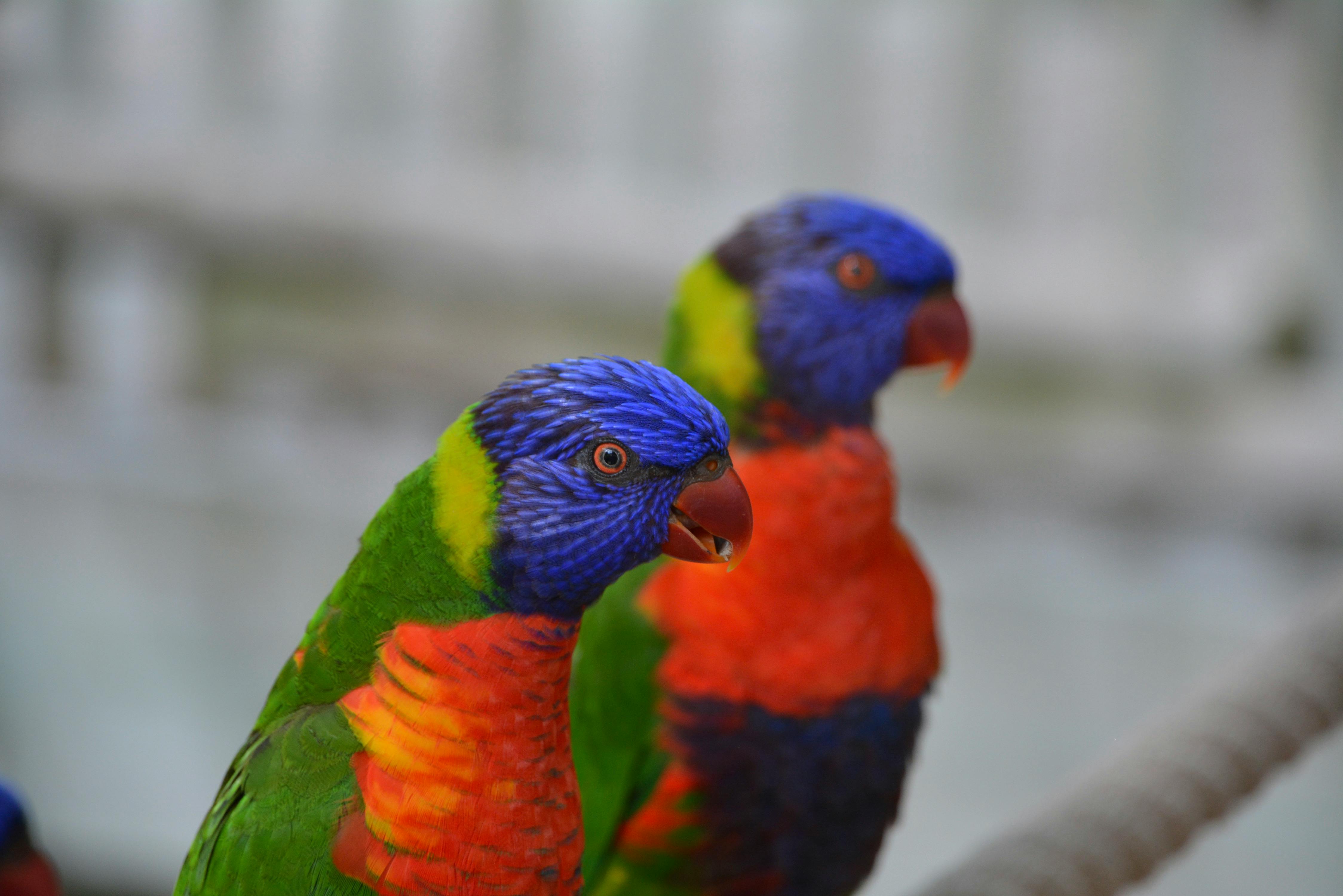 Parrots in a Habitat