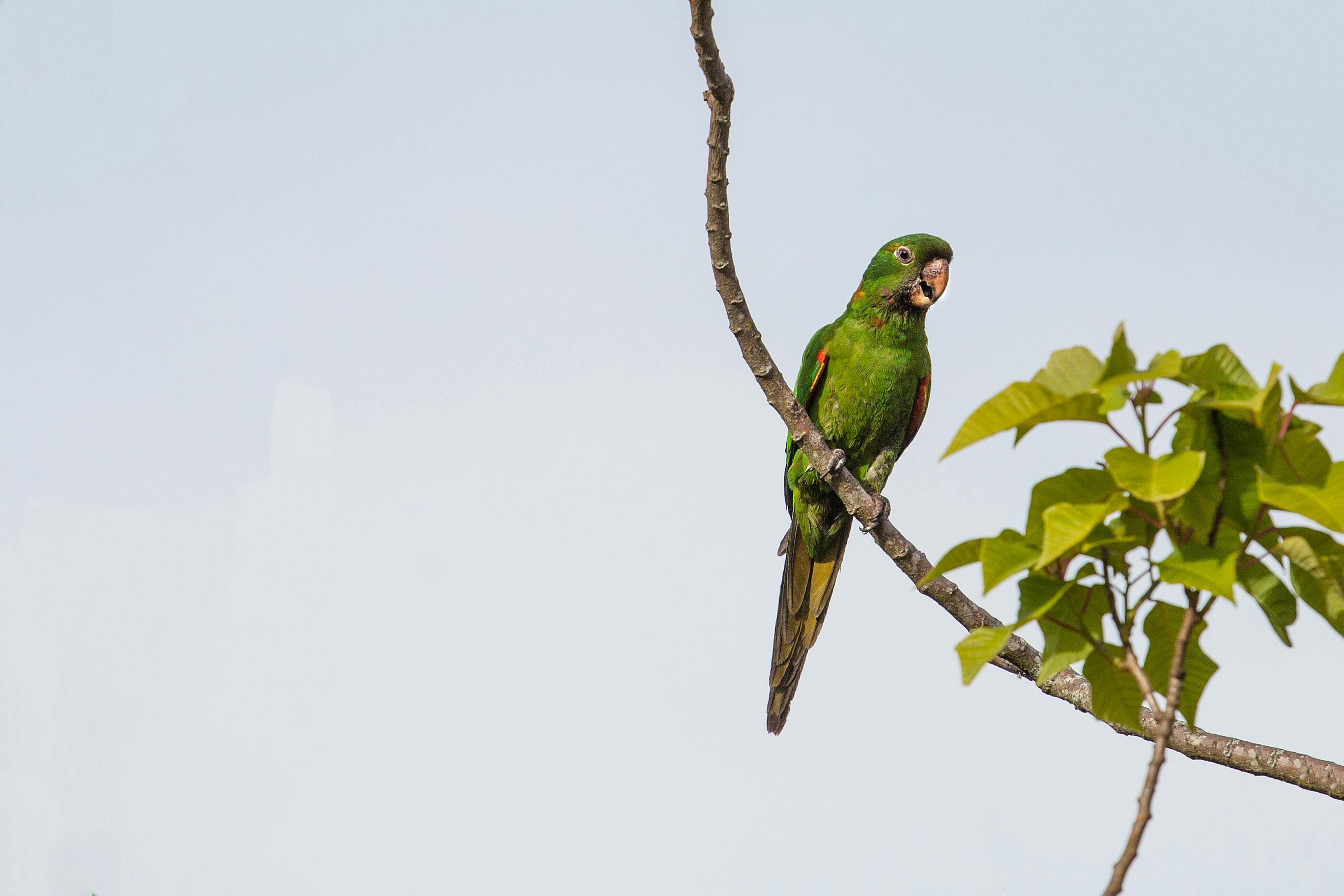 Feeding Parrots at Parrot Cove