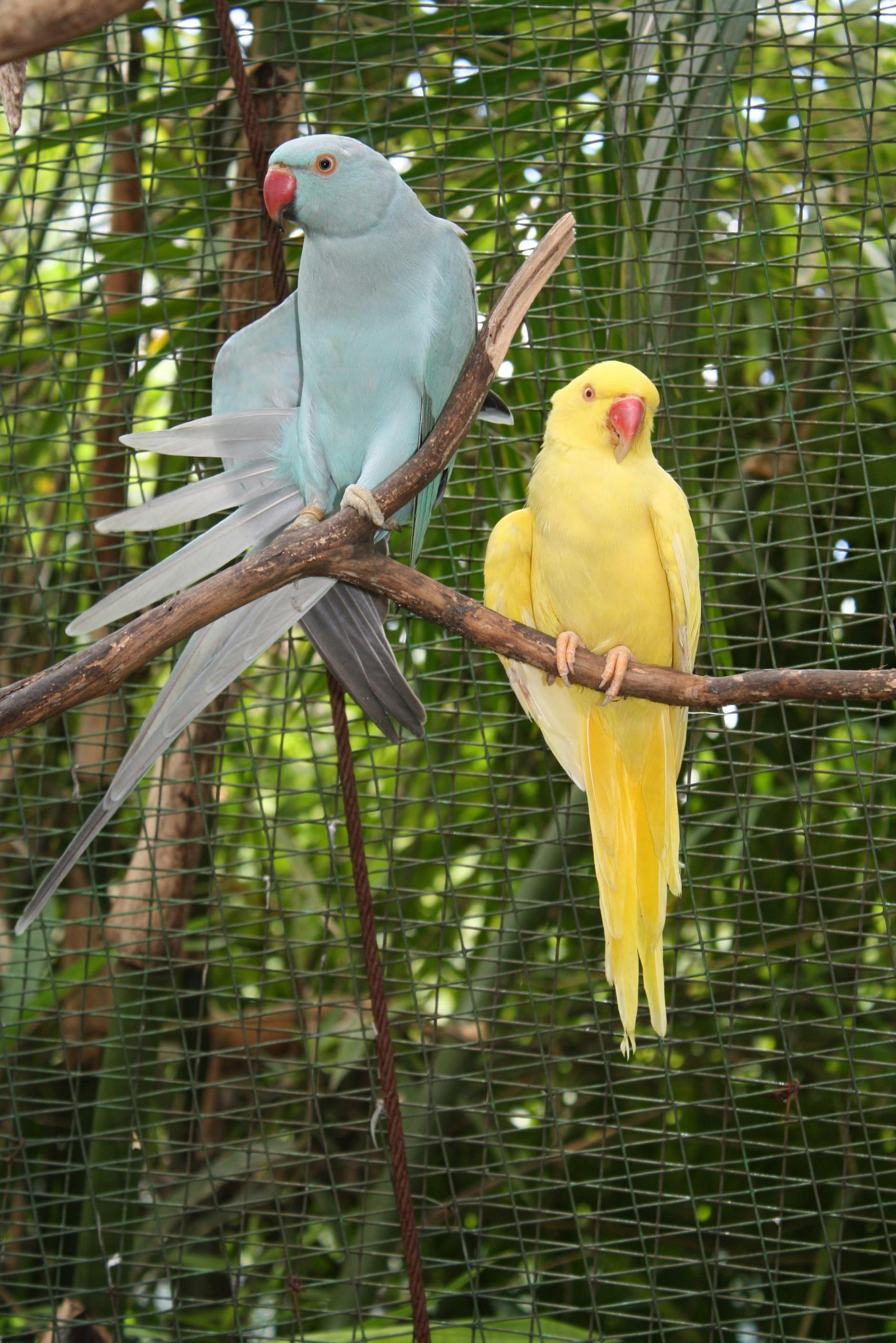 Indian Parrot Example