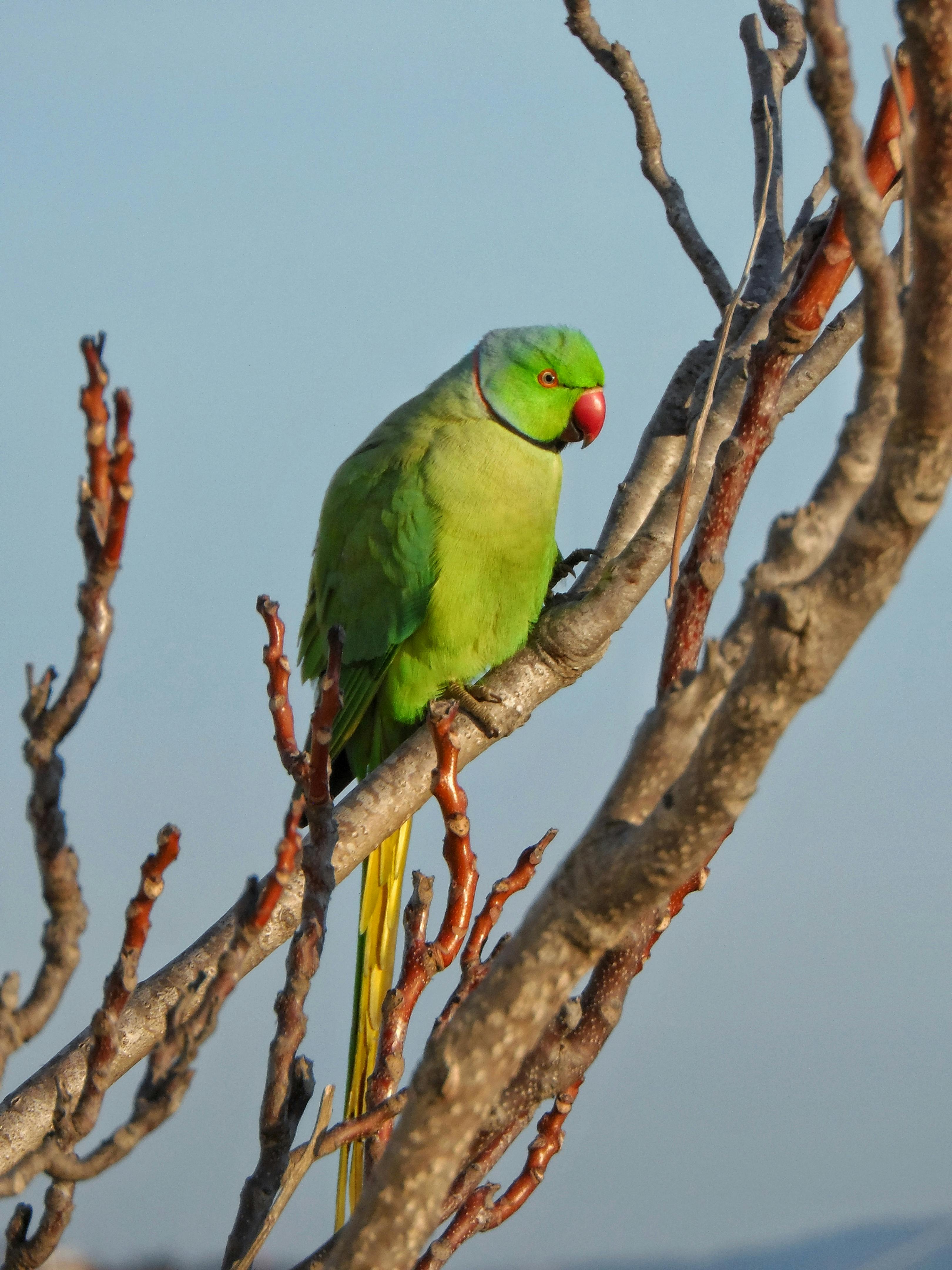 Indian Parrot Training