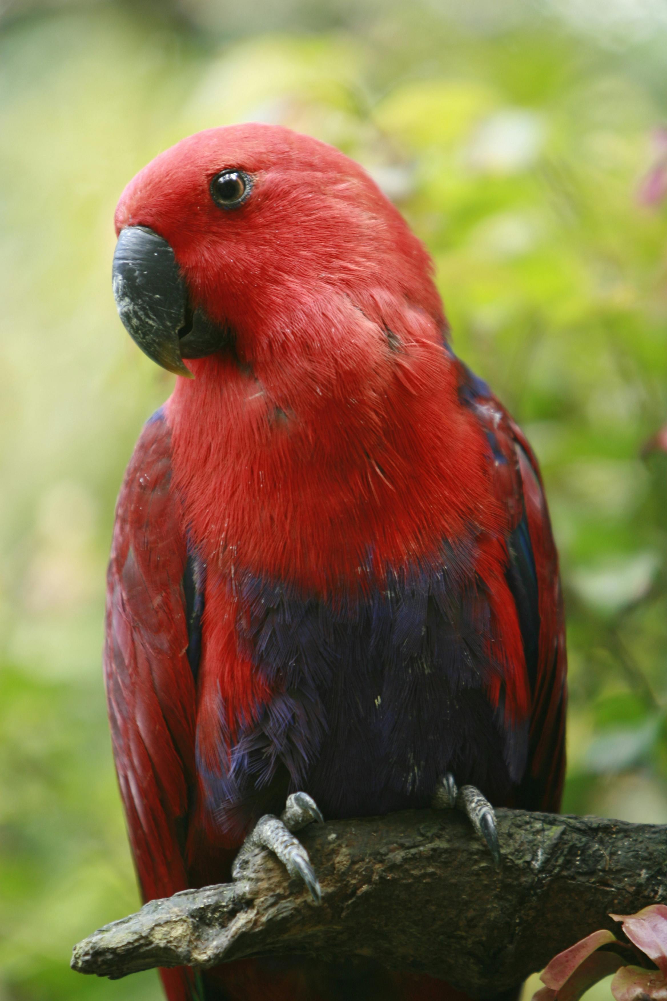 Eclectus Parrots