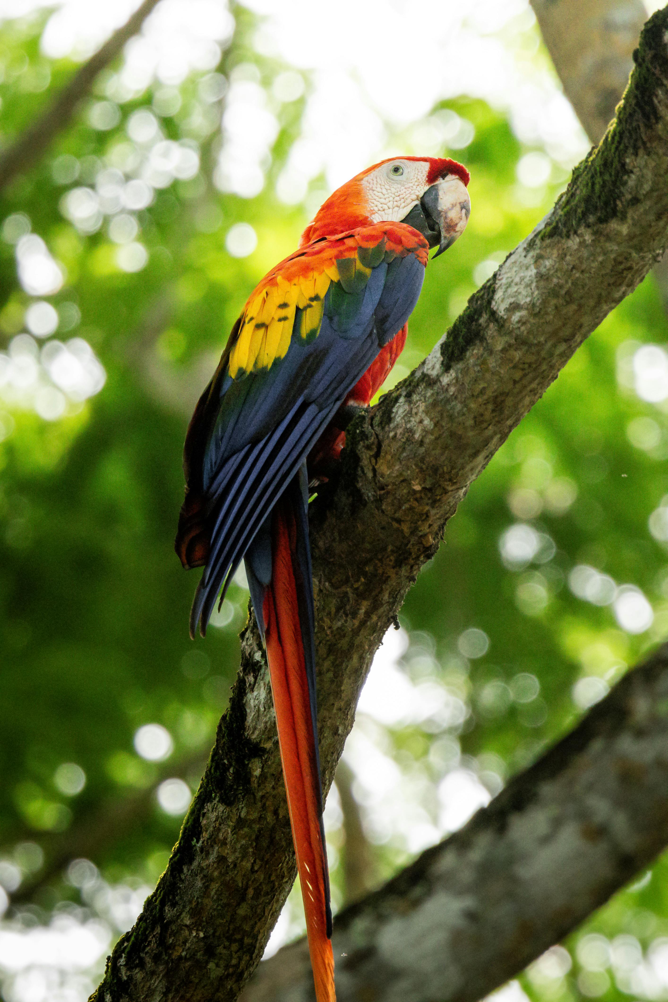 Macaw Parrot for Sale