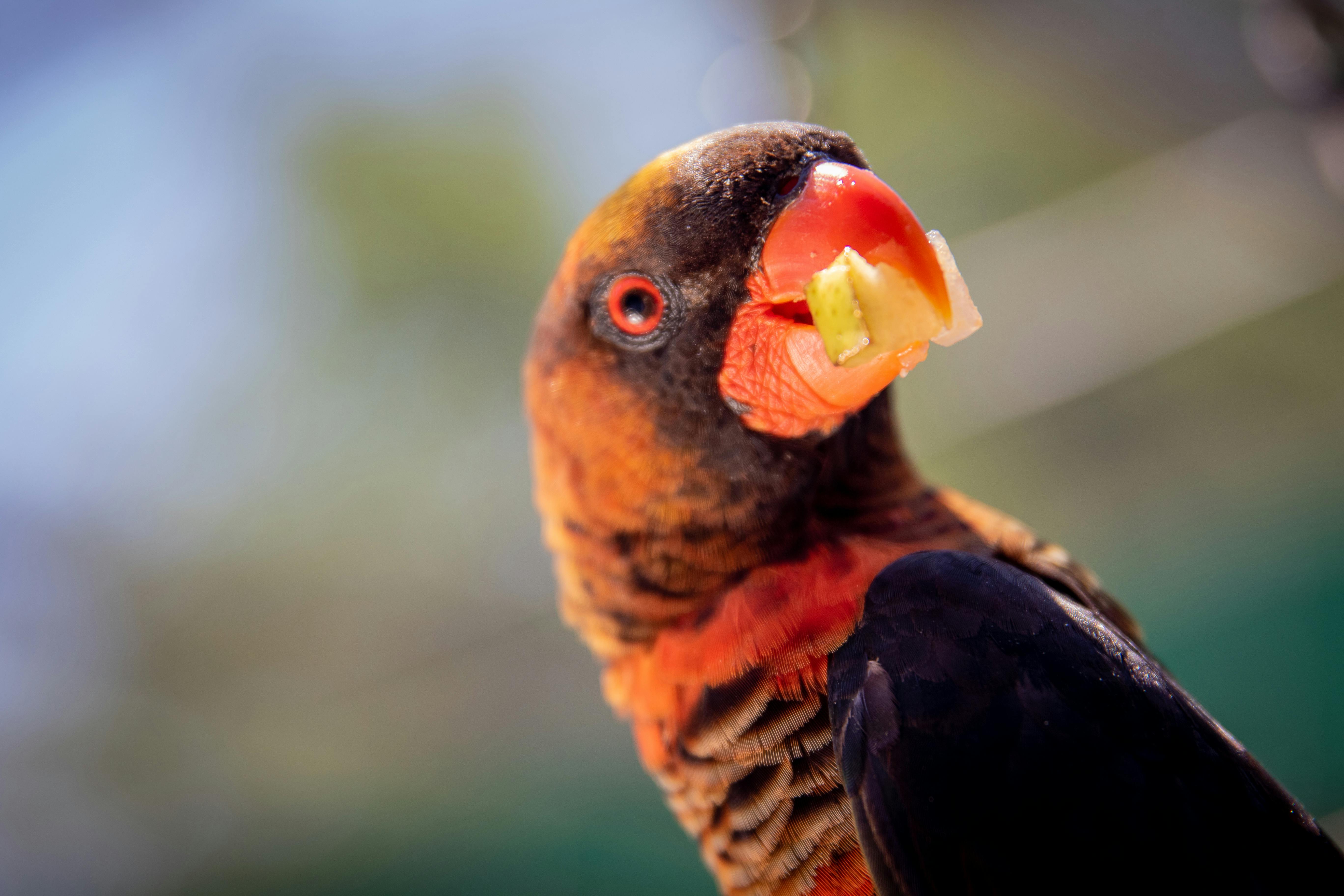 Parrot Habitat