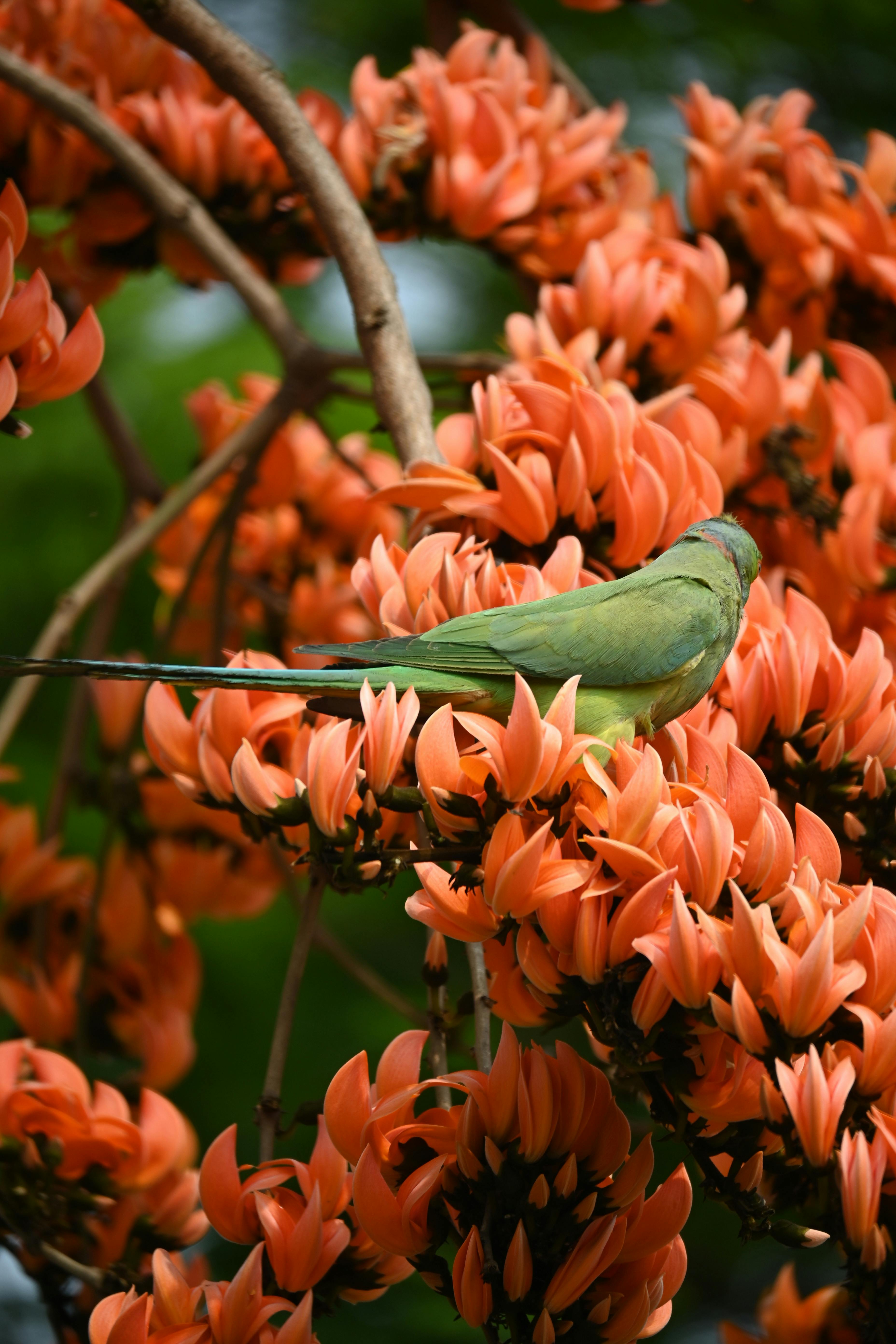 Amazon Parrot