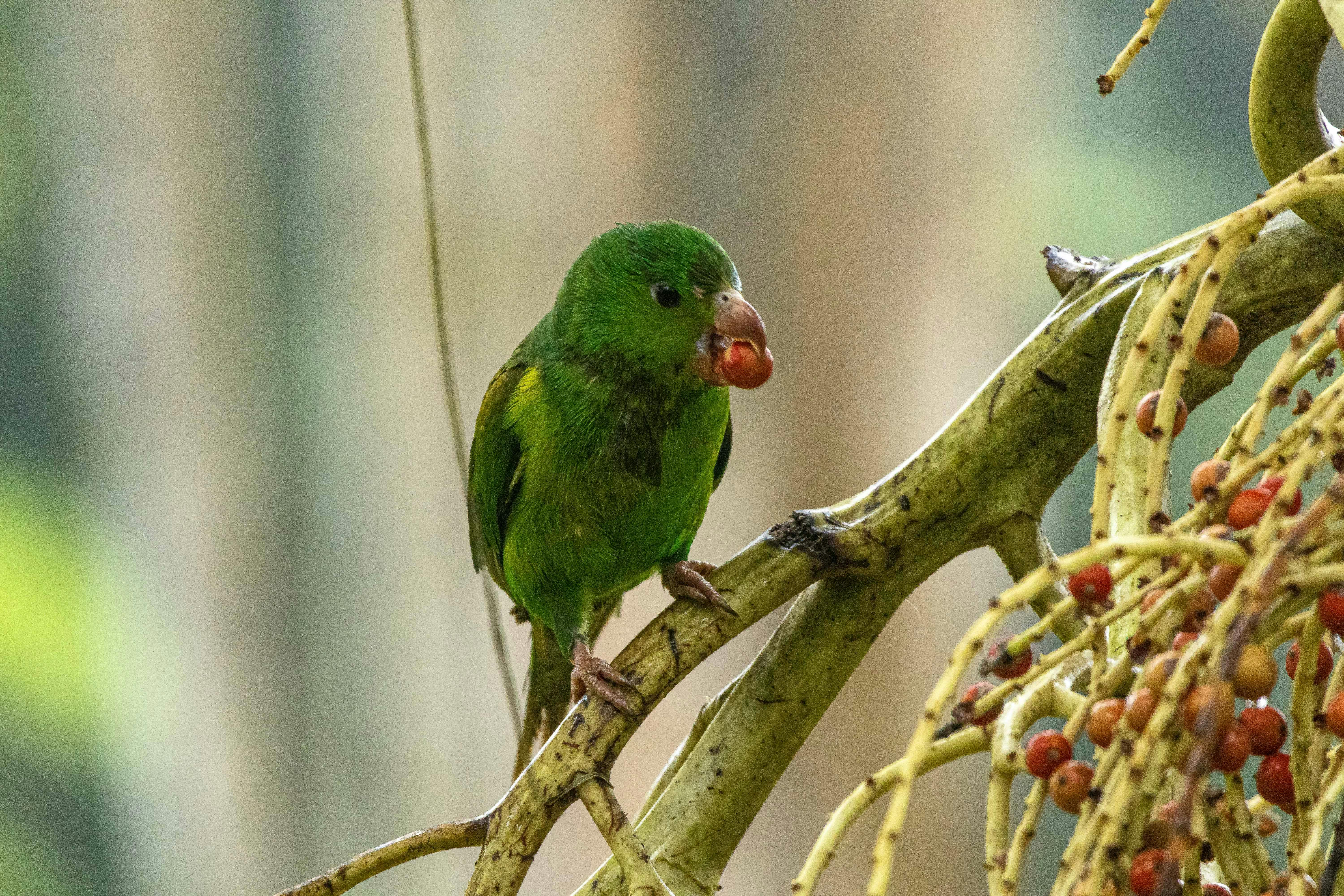 Amazon Parrot Training