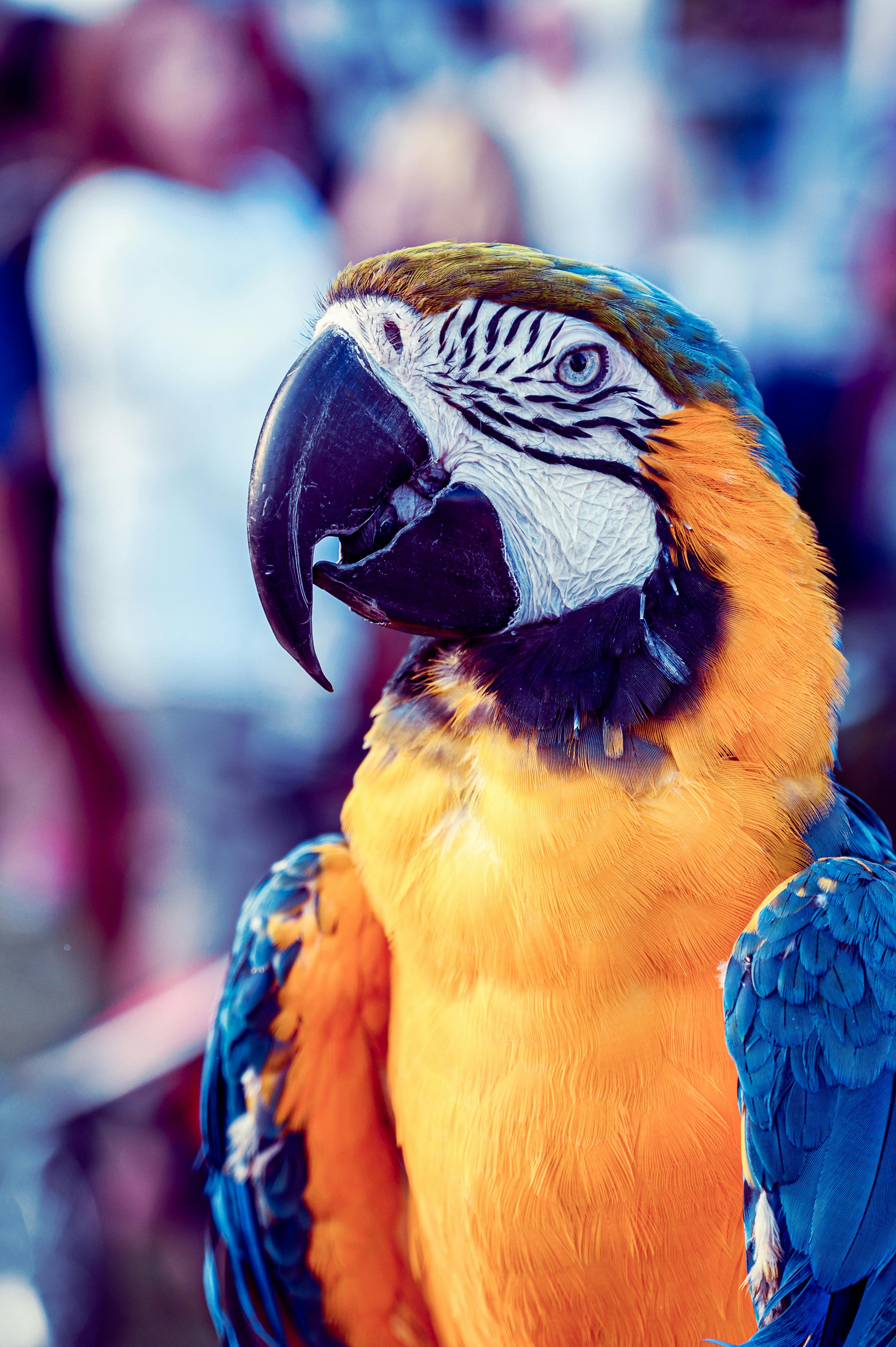 Happy Macaw Parrot