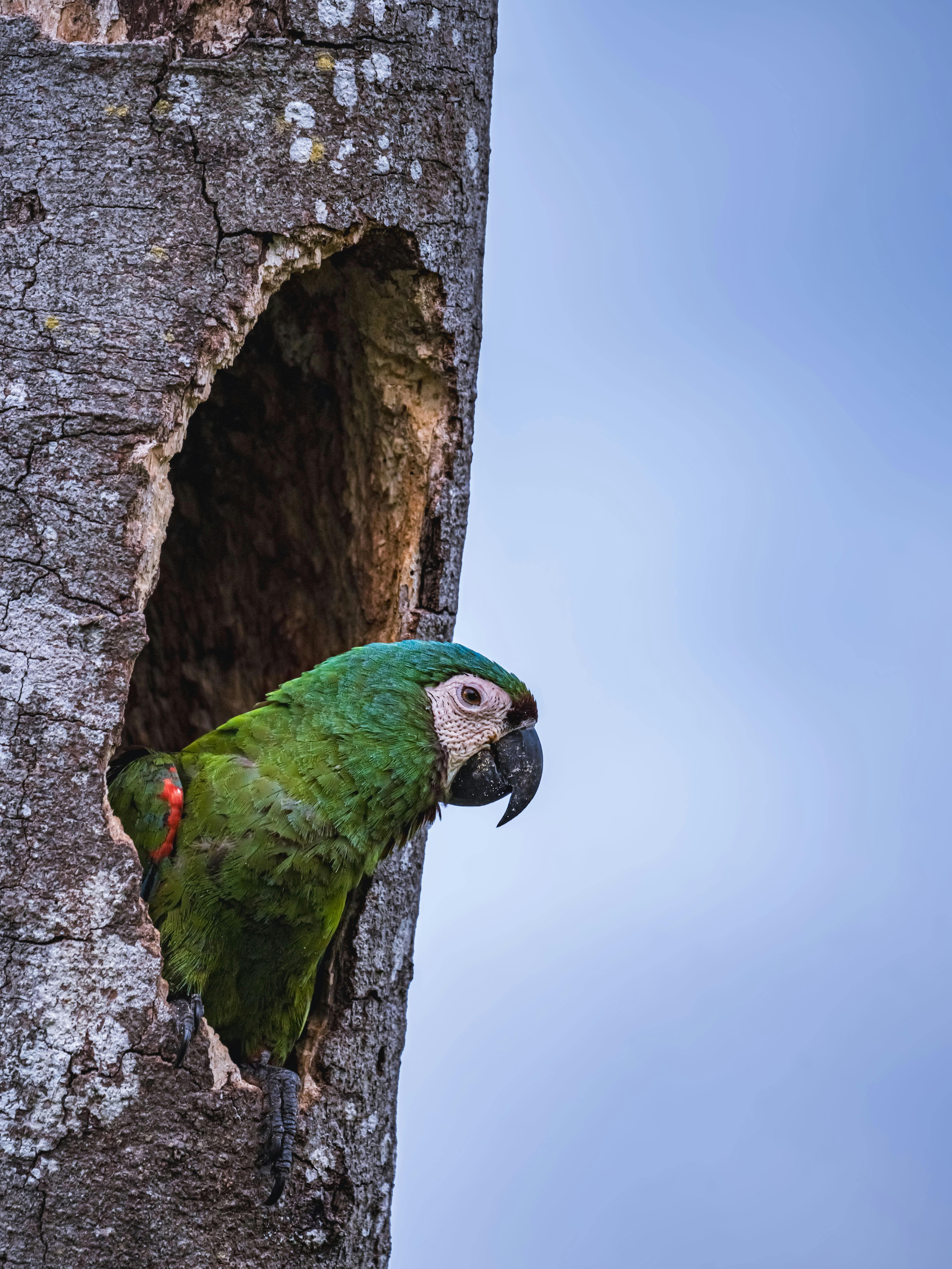 Types of Parrots