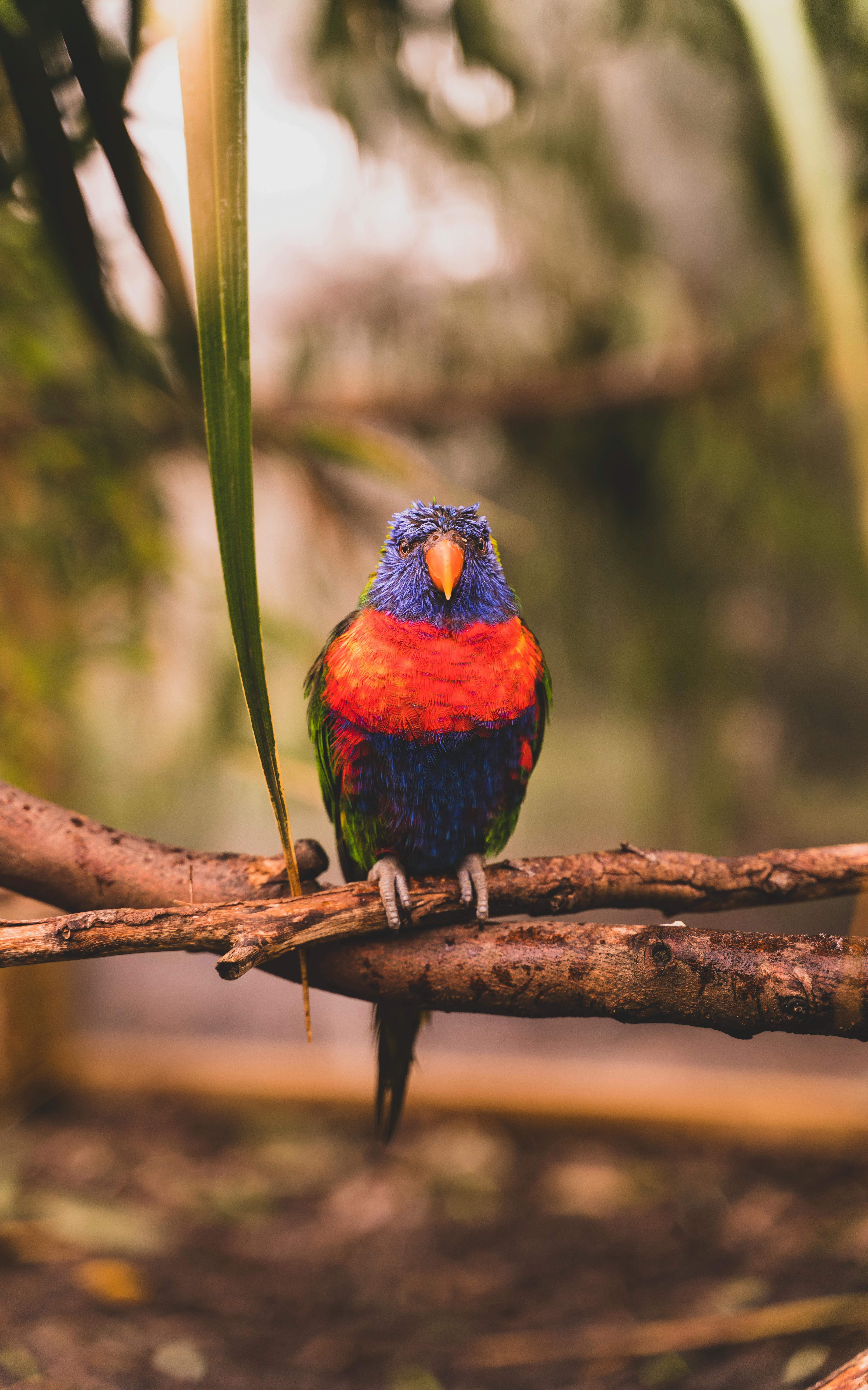 Parrots in Habitat